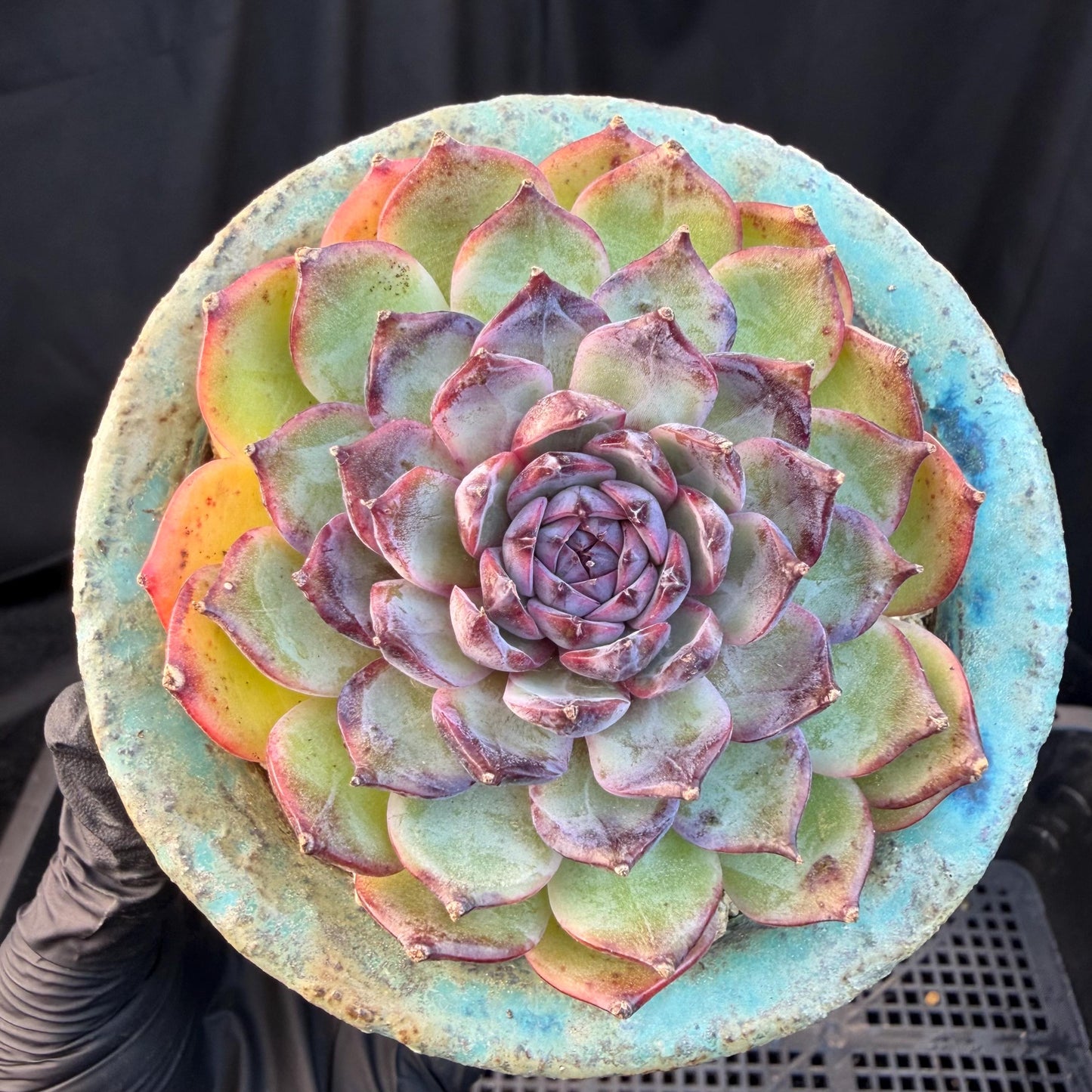 Echeveria  ‘blueberry ', 2.7inches ,P02