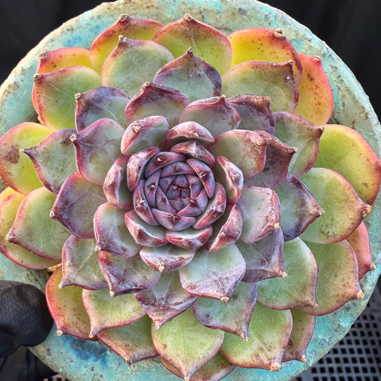 Echeveria  ‘blueberry ', 2.7inches ,P02
