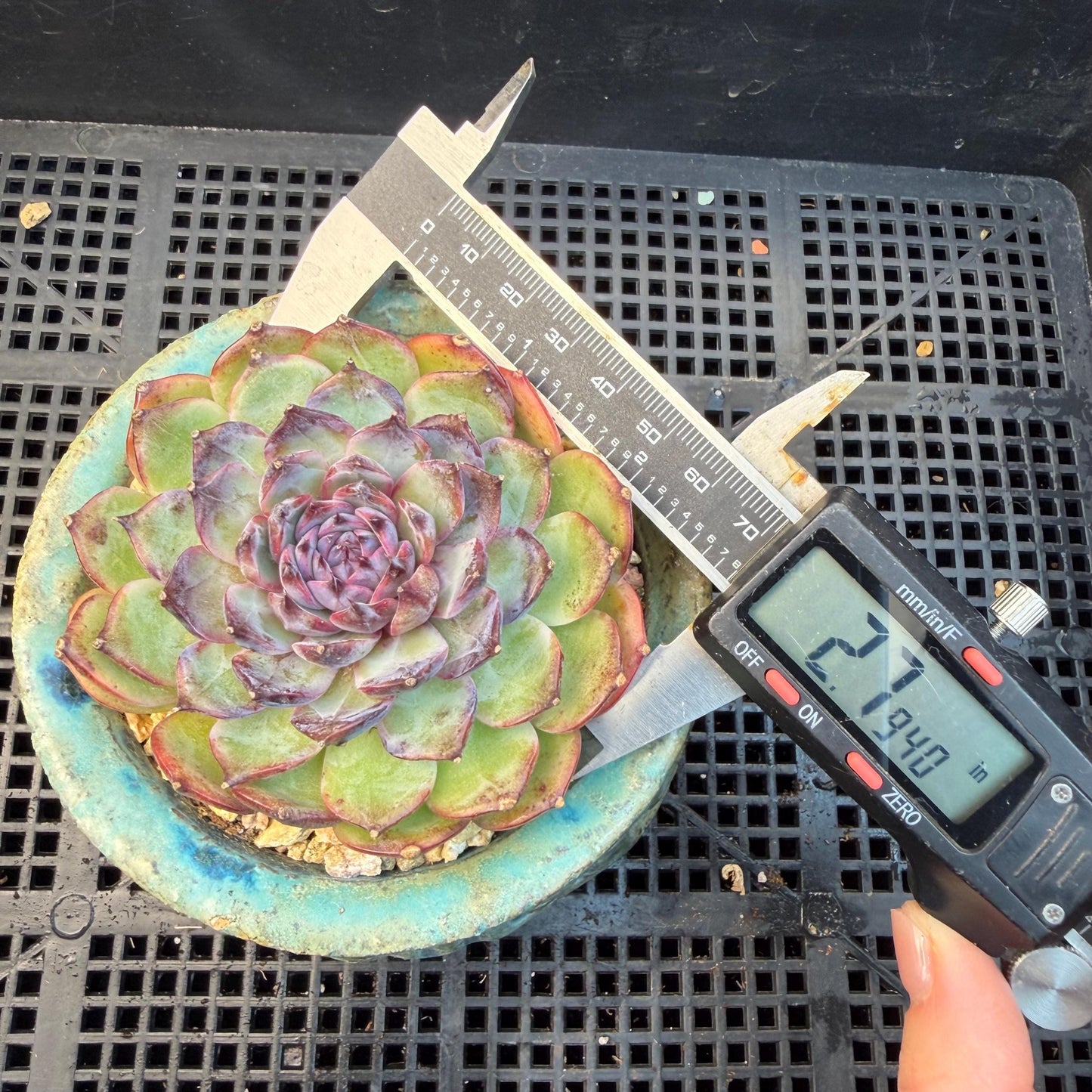 Echeveria  ‘blueberry ', 2.7inches ,P02