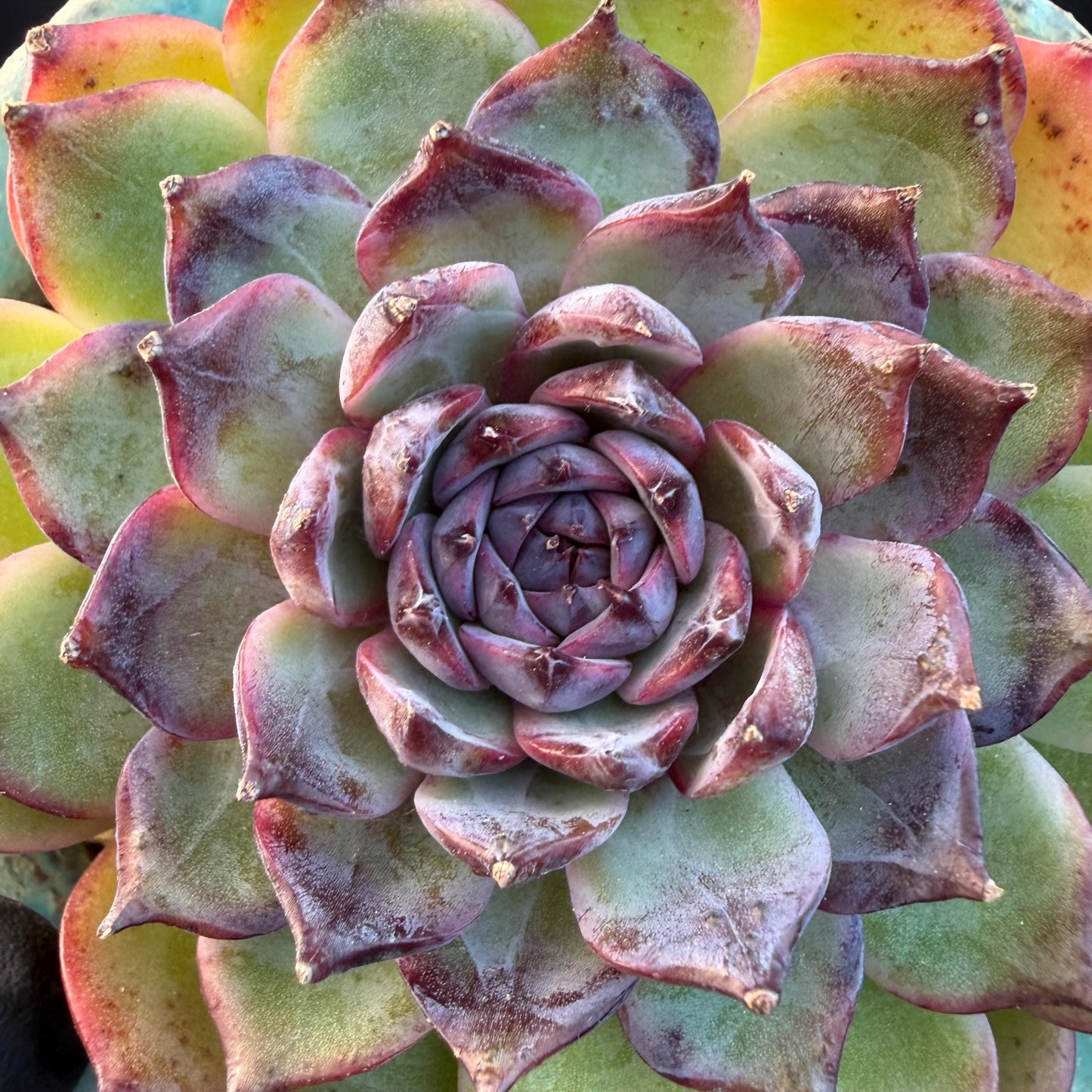 Echeveria  ‘blueberry ', 2.7inches ,P02