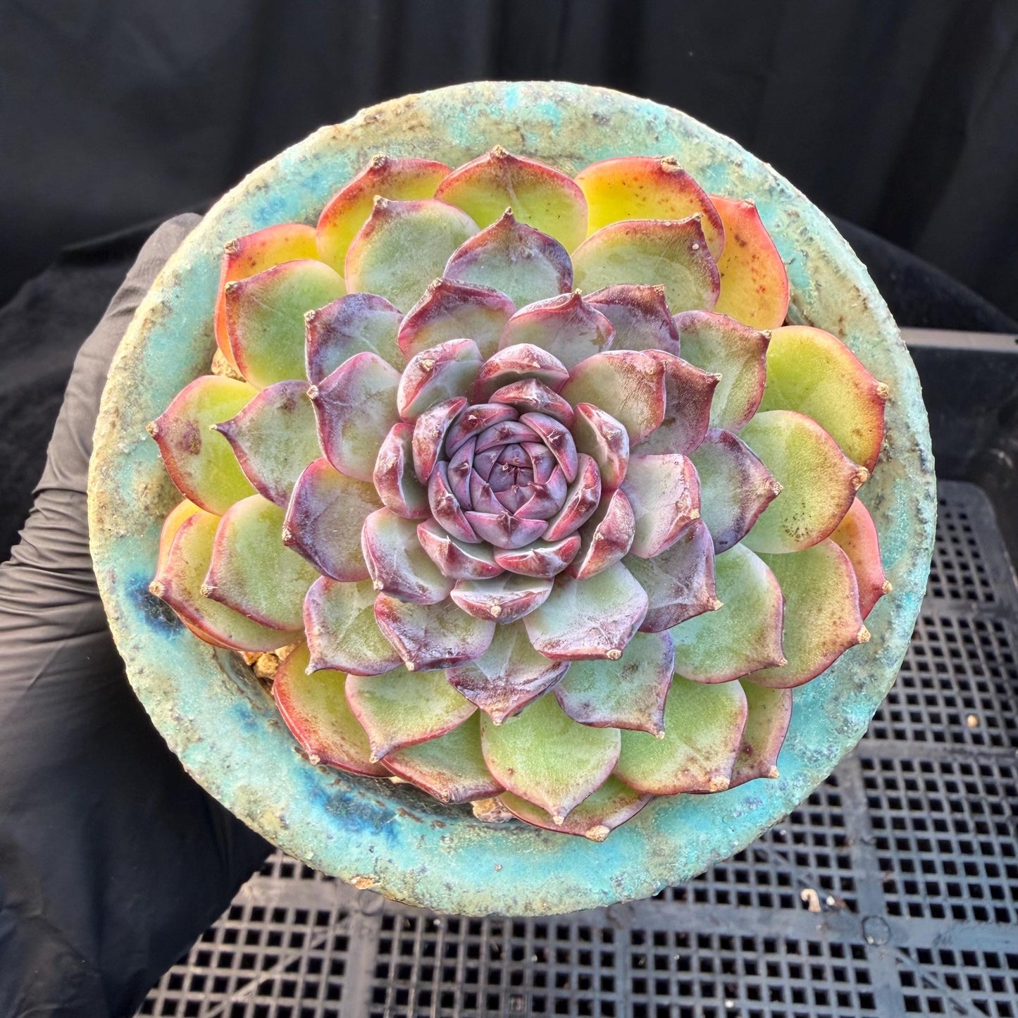 Echeveria  ‘blueberry ', 2.7inches ,P02