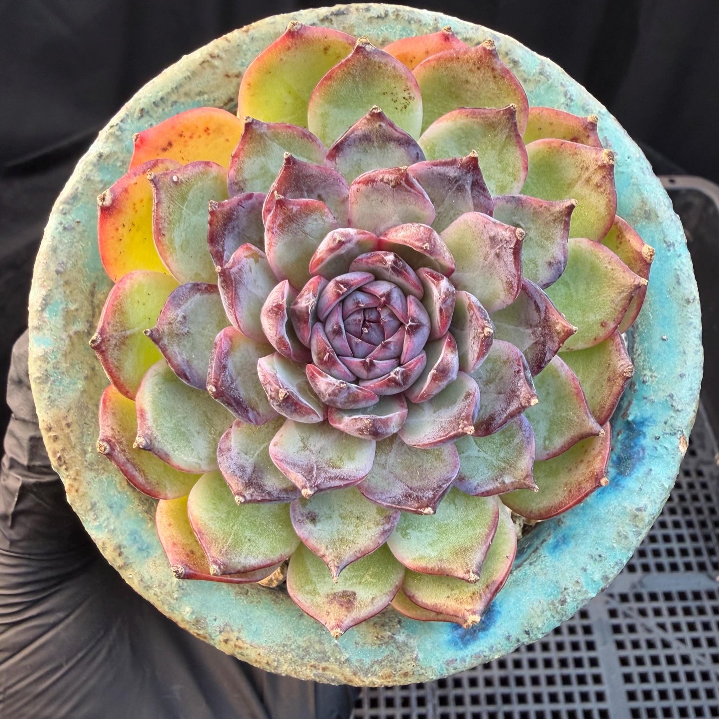 Echeveria  ‘blueberry ', 2.7inches ,P02