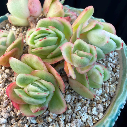 Echeveria  ‘ice variegated cluster' , 3.1inches , N026