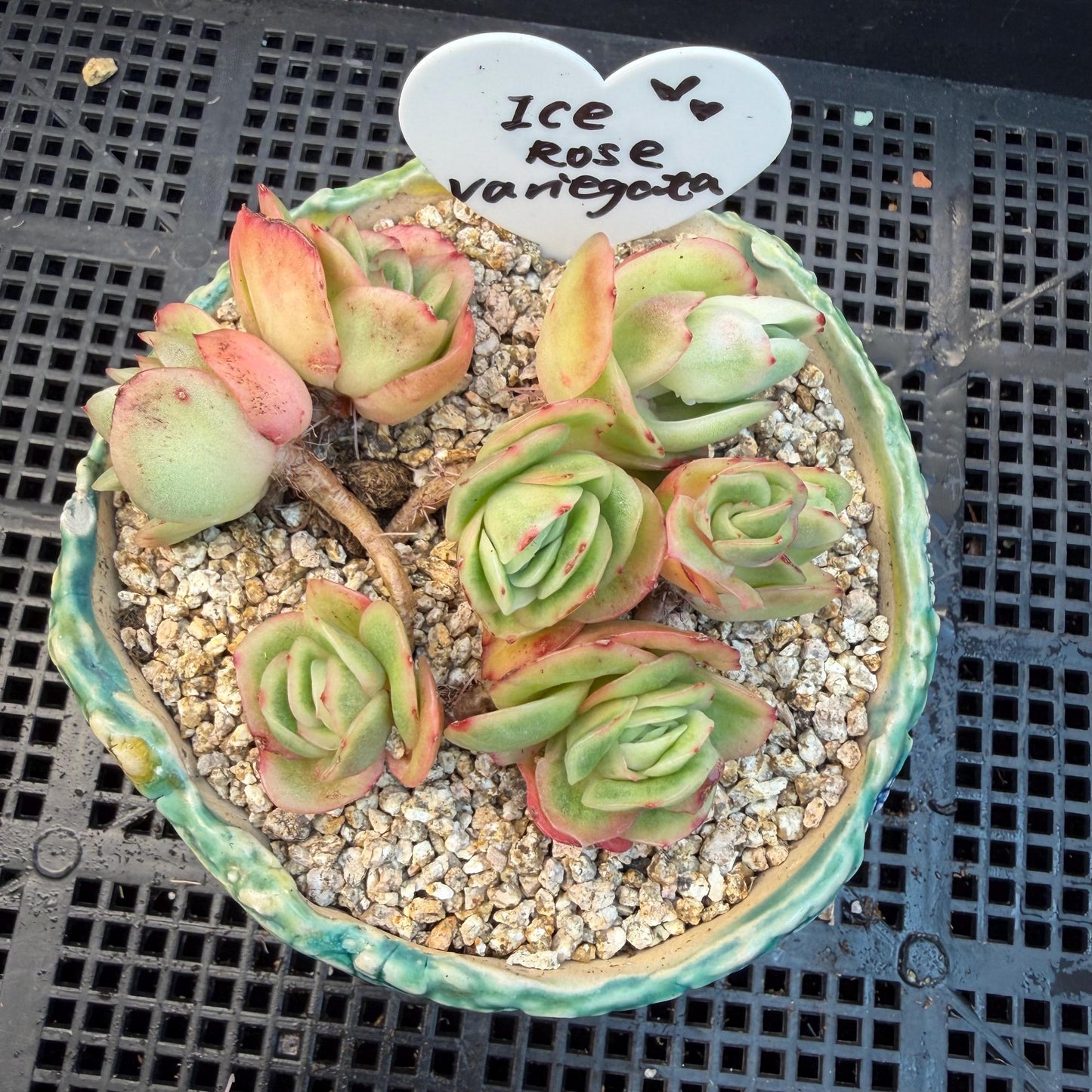 Echeveria  ‘ice variegated cluster' , 3.1inches , N026