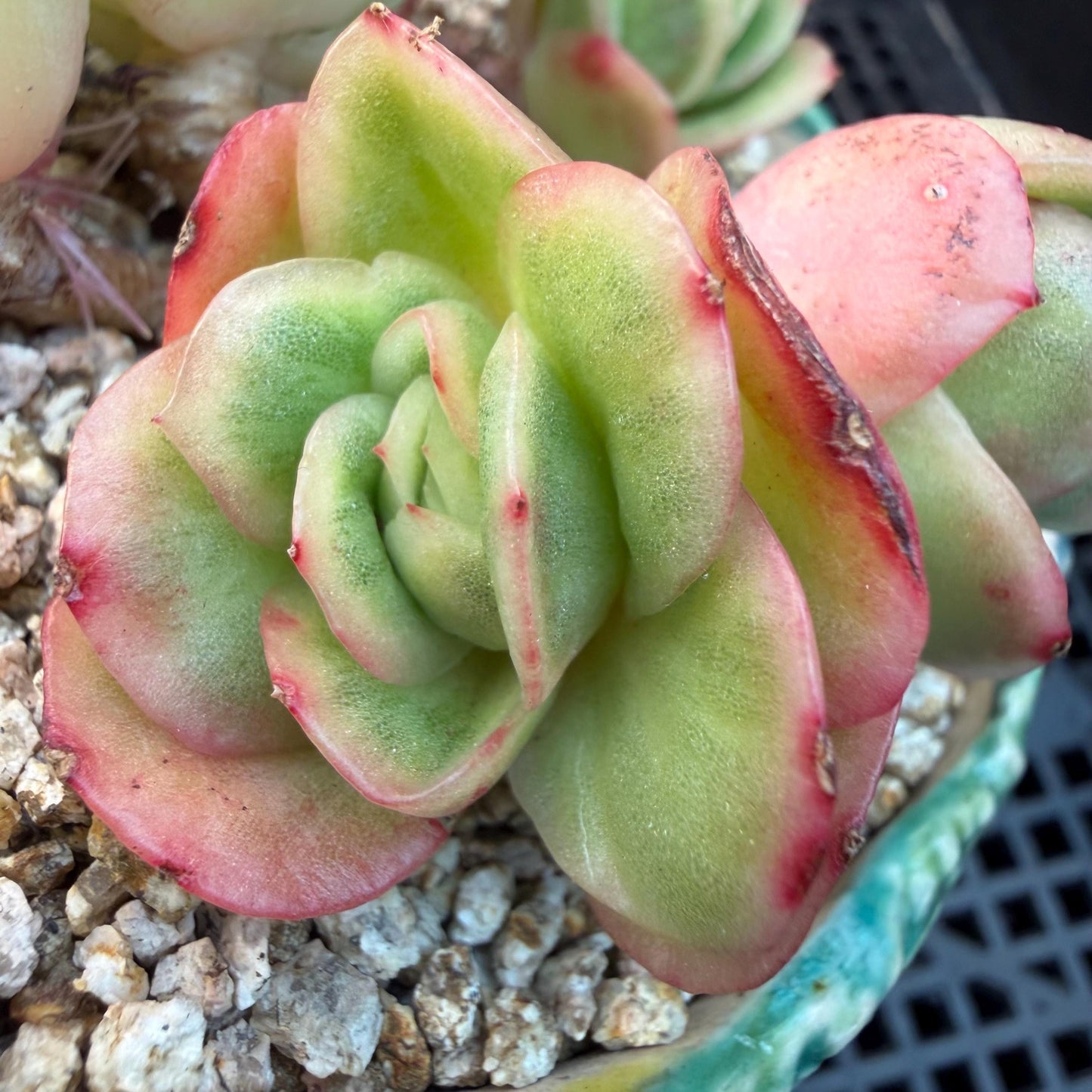 Echeveria  ‘ice variegated cluster' , 3.1inches , N026
