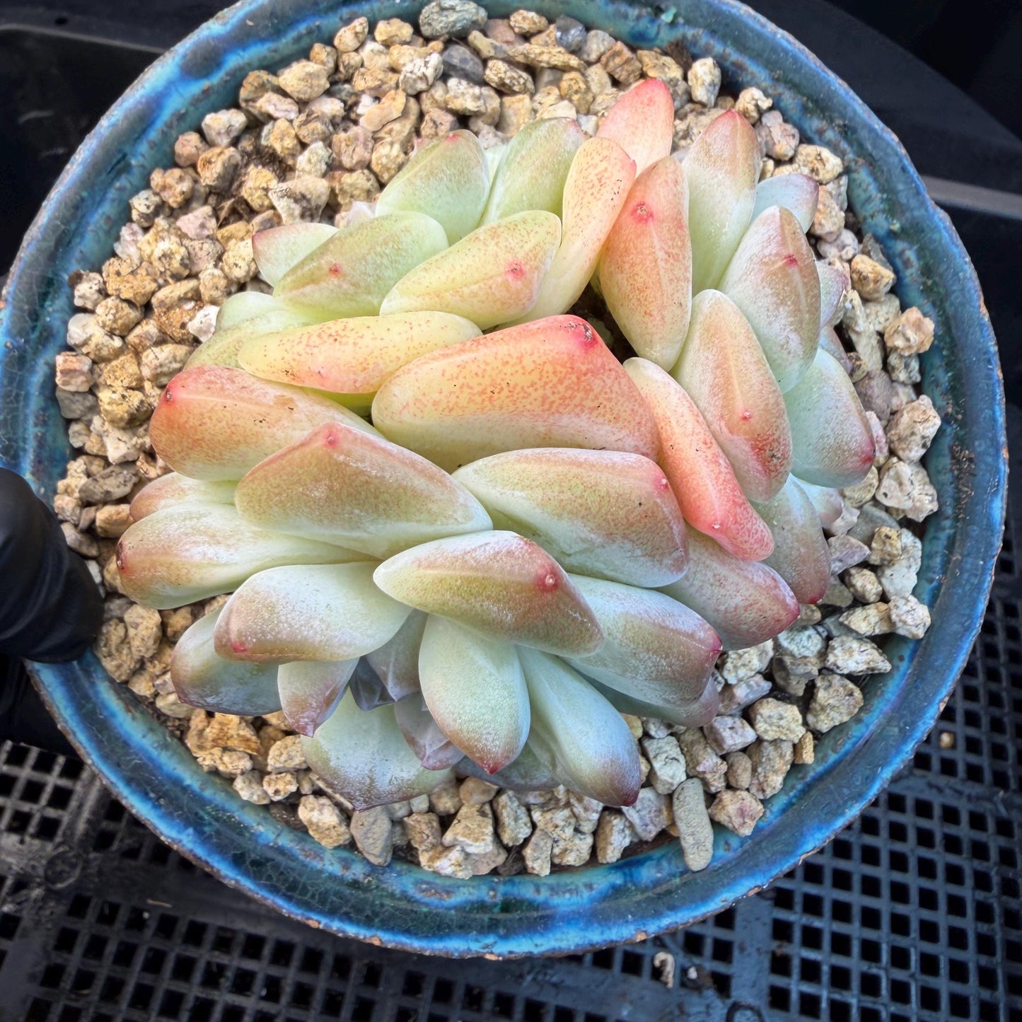 Echeveria  ‘Ice green ’, 3 heads, 3.2inches - N023