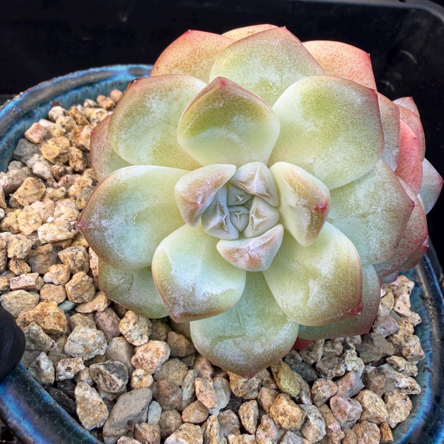Echeveria  ‘Ice green ’, 3 heads, 3.2inches - N023