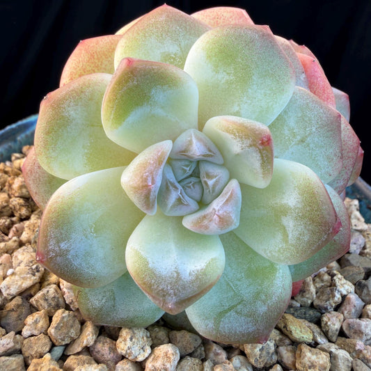Echeveria  ‘Ice green ’, 3 heads, 3.2inches - N023