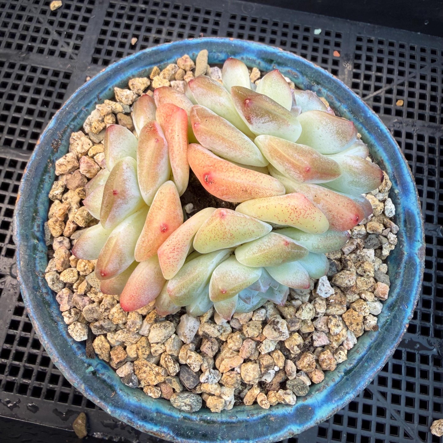 Echeveria  ‘Ice green ’, 3 heads, 3.2inches - N023