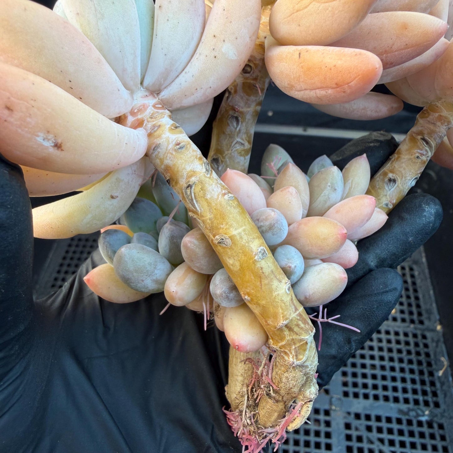 Echeveria  ‘sweetball,  5.2inches, P04