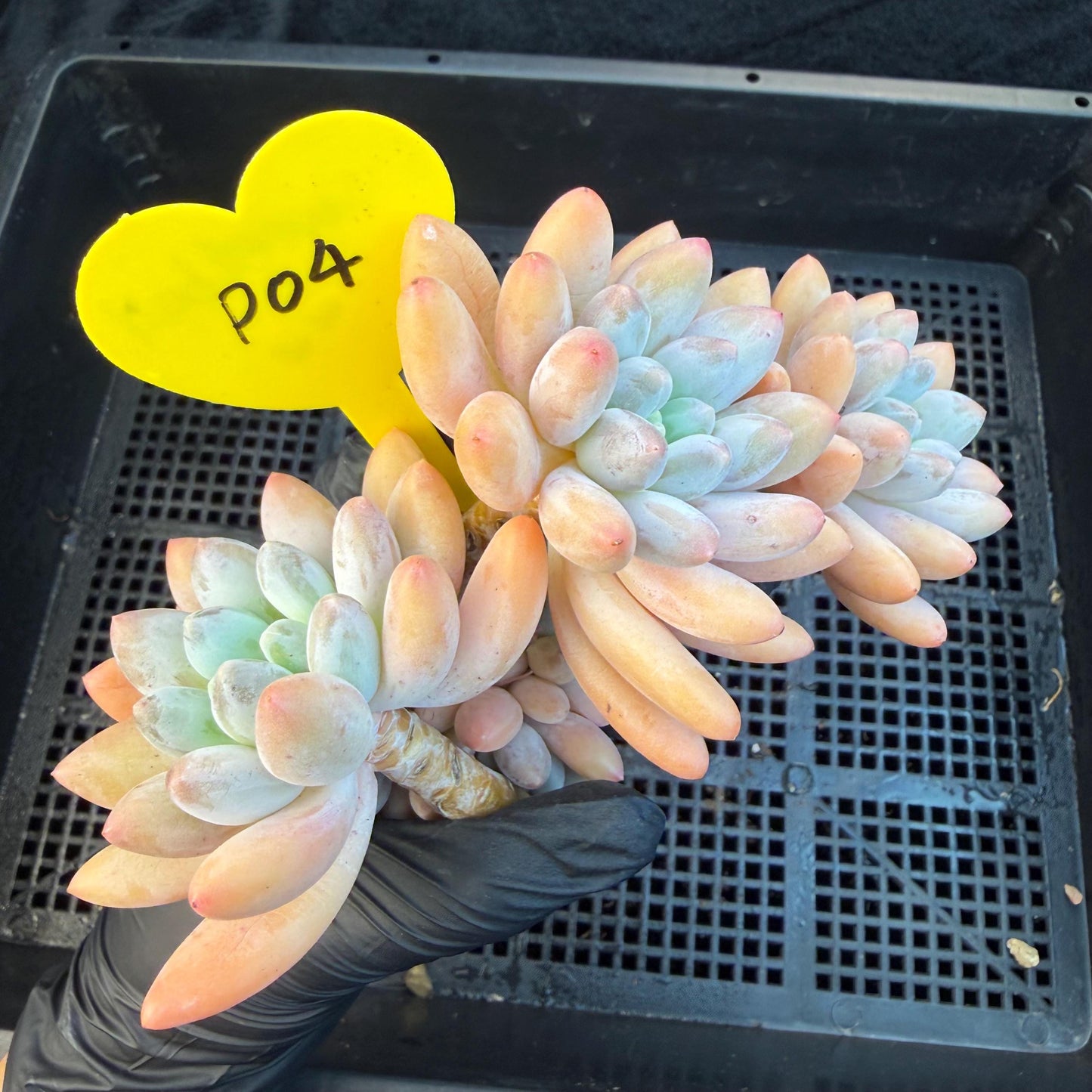 Echeveria  ‘sweetball,  5.2inches, P04