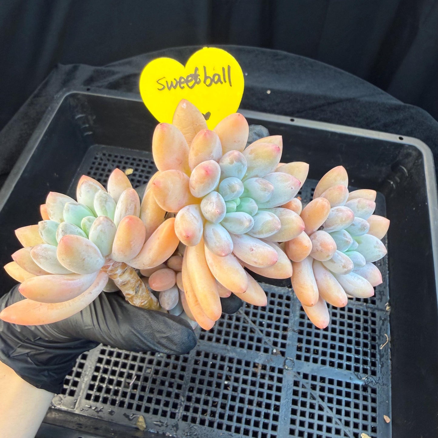 Echeveria  ‘sweetball,  5.2inches, P04