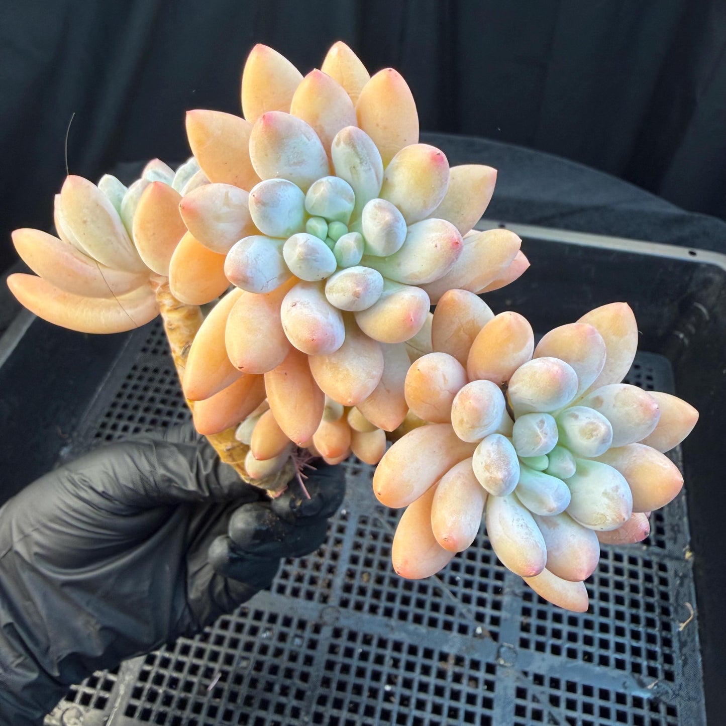 Echeveria  ‘sweetball,  5.2inches, P04