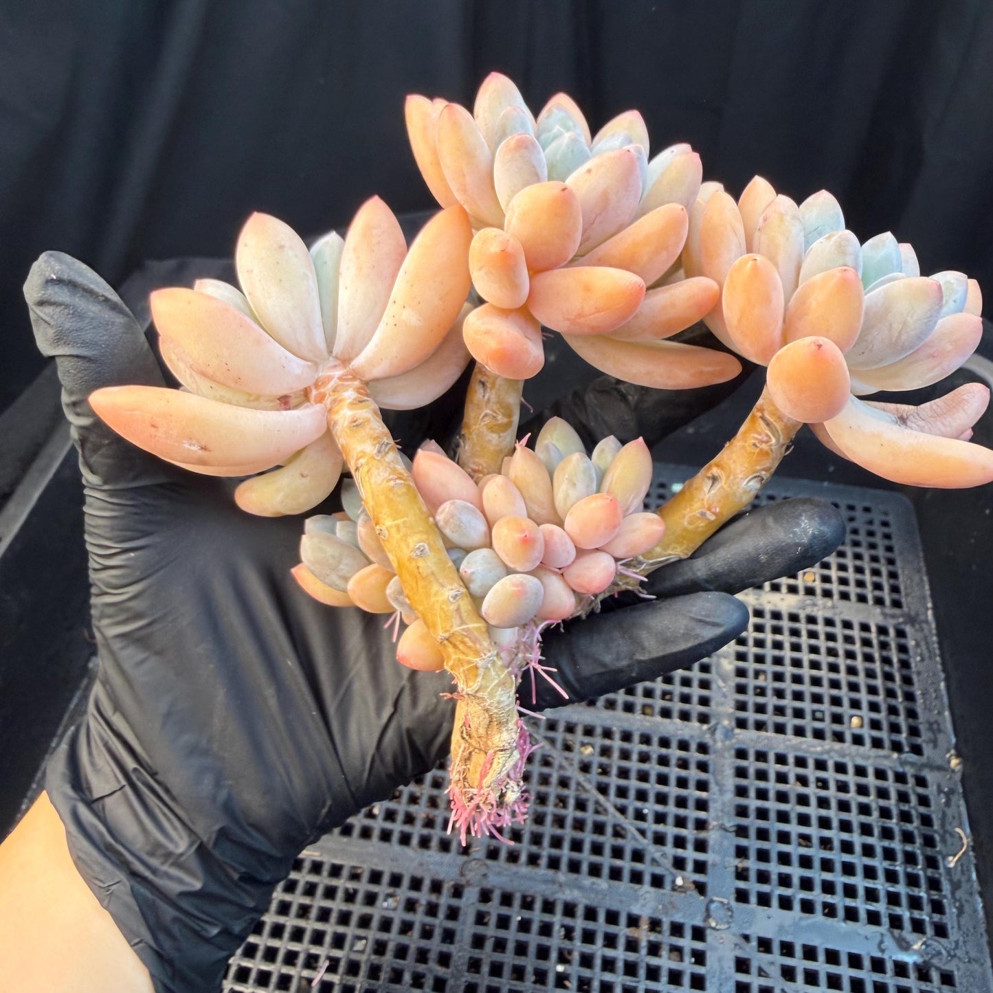 Echeveria  ‘sweetball,  5.2inches, P04