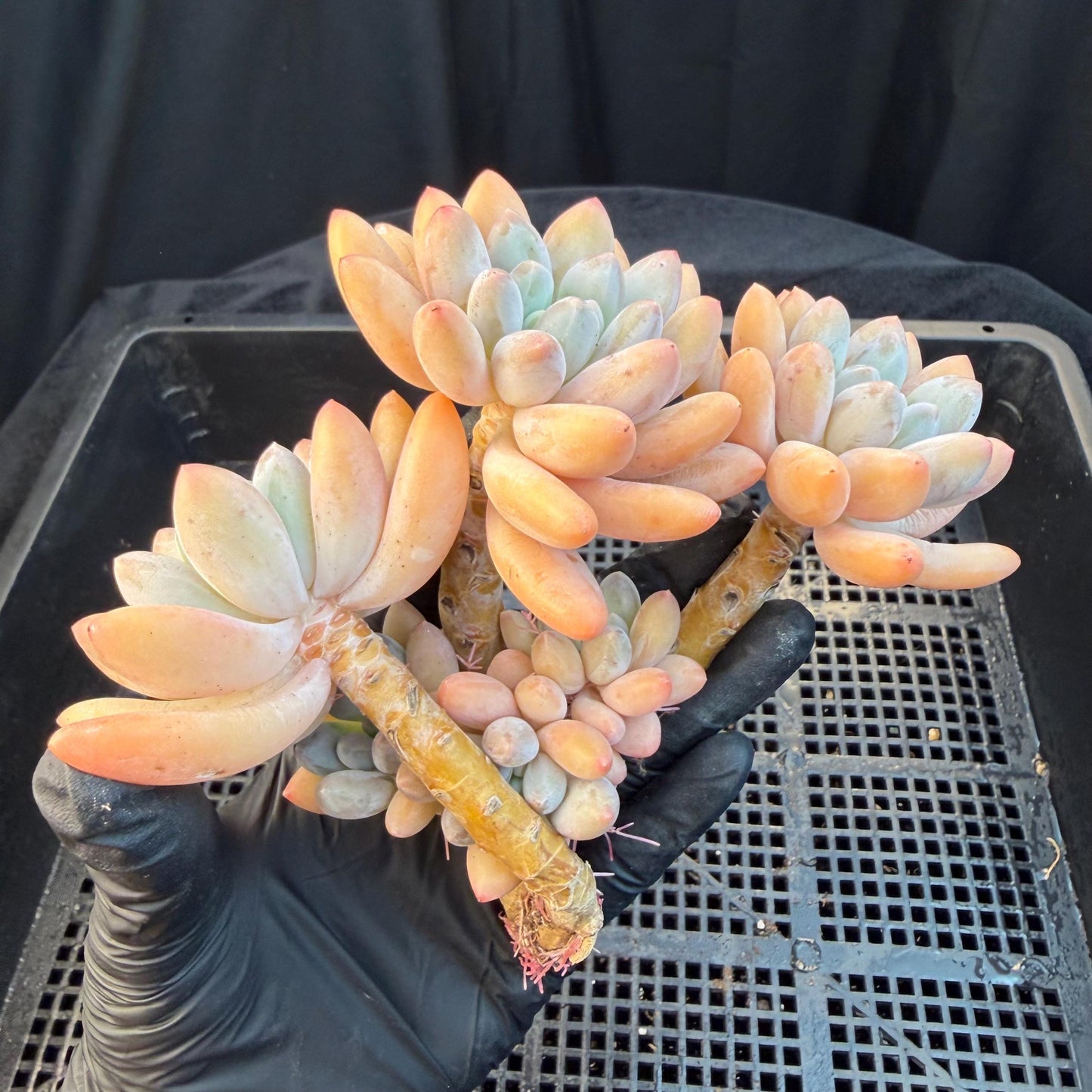 Echeveria  ‘sweetball,  5.2inches, P04