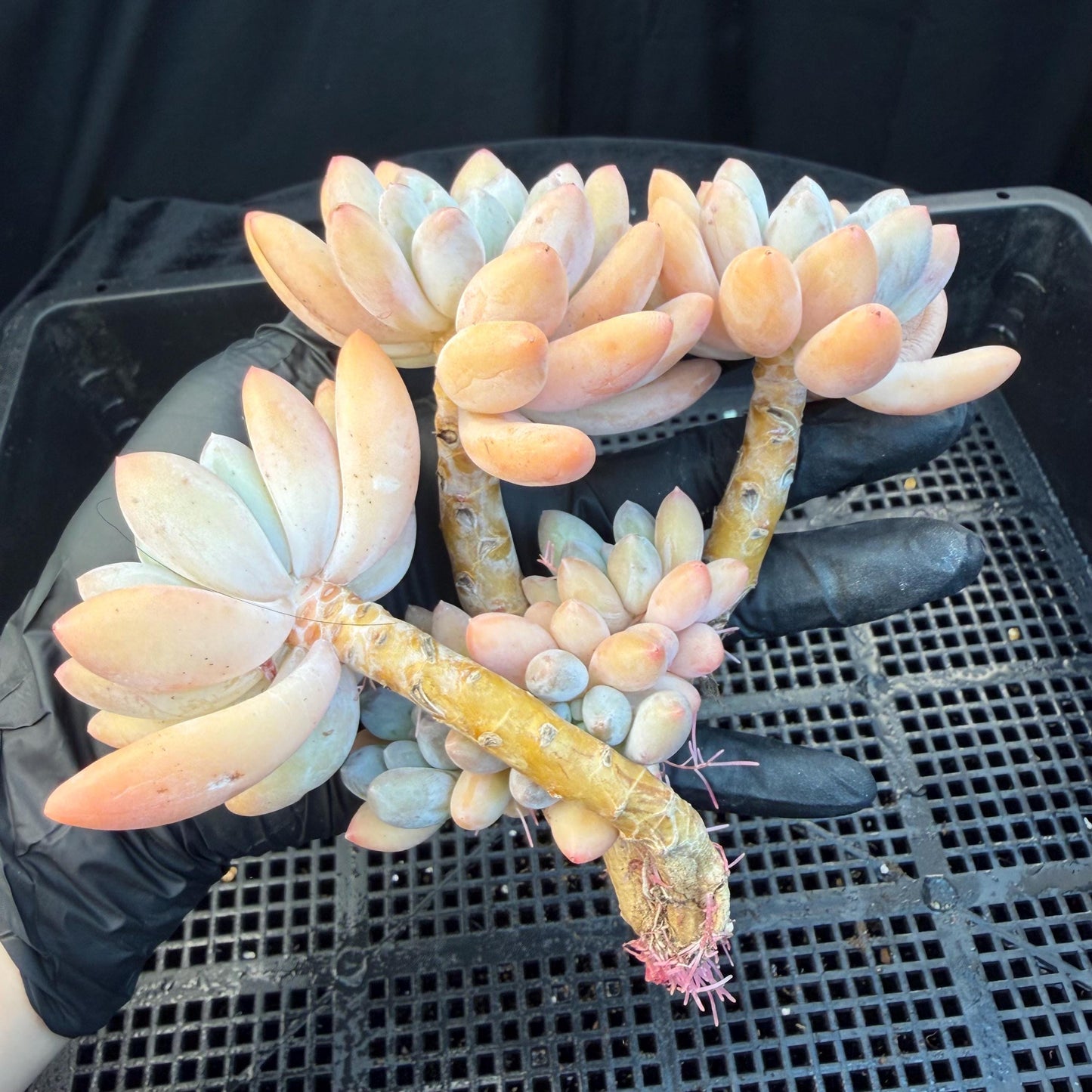 Echeveria  ‘sweetball,  5.2inches, P04