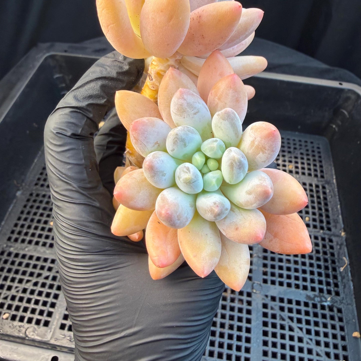 Echeveria  ‘sweetball,  5.2inches, P04