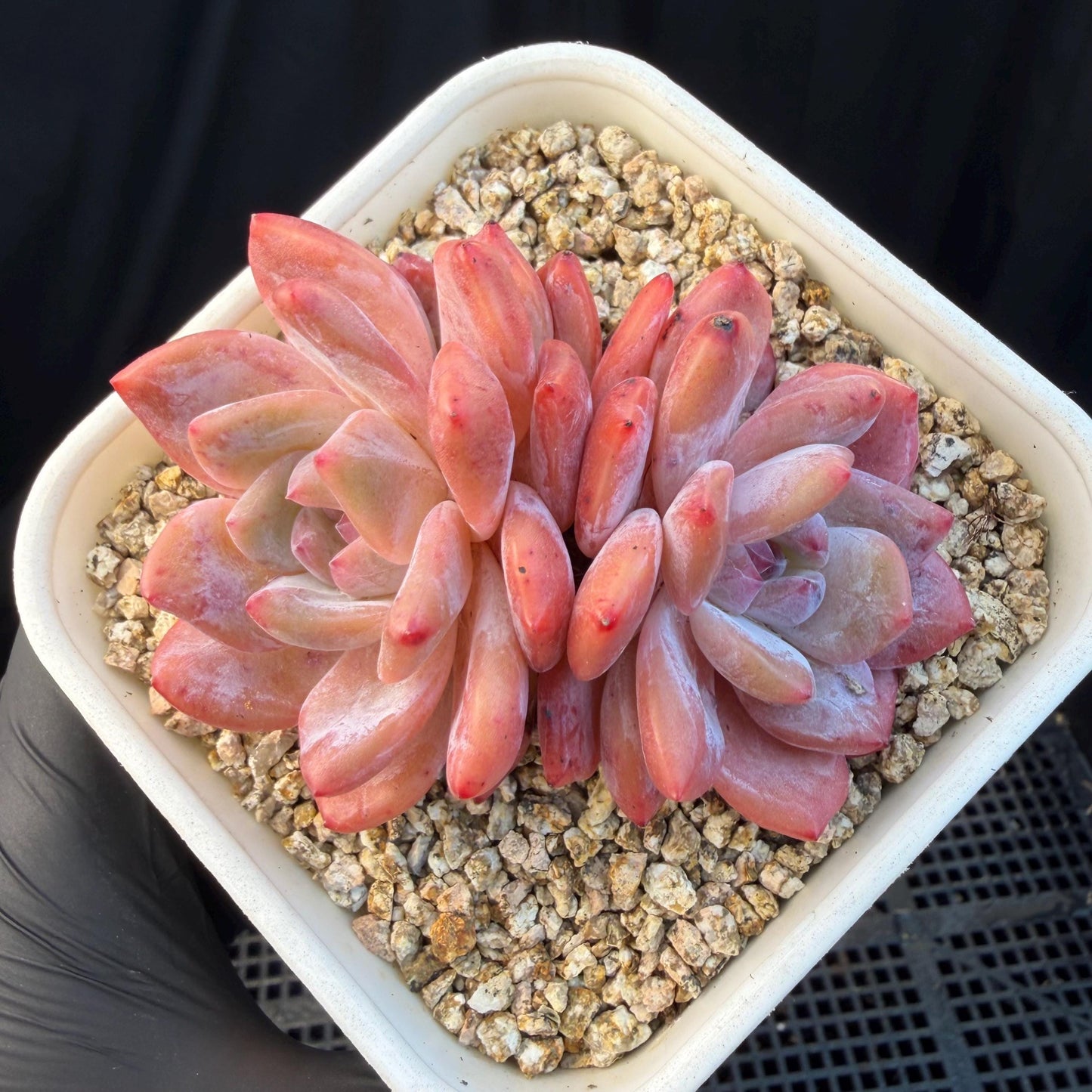 Echeveria  ‘snow Angel' , 2.7inches ,P10