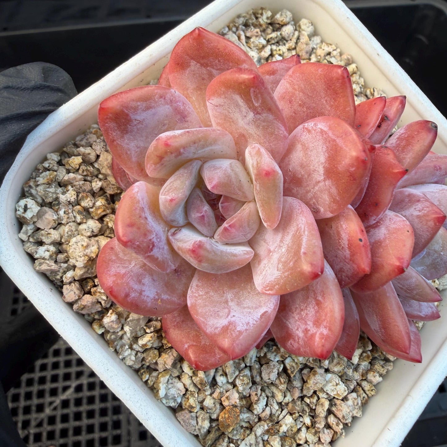 Echeveria  ‘snow Angel' , 2.7inches ,P10