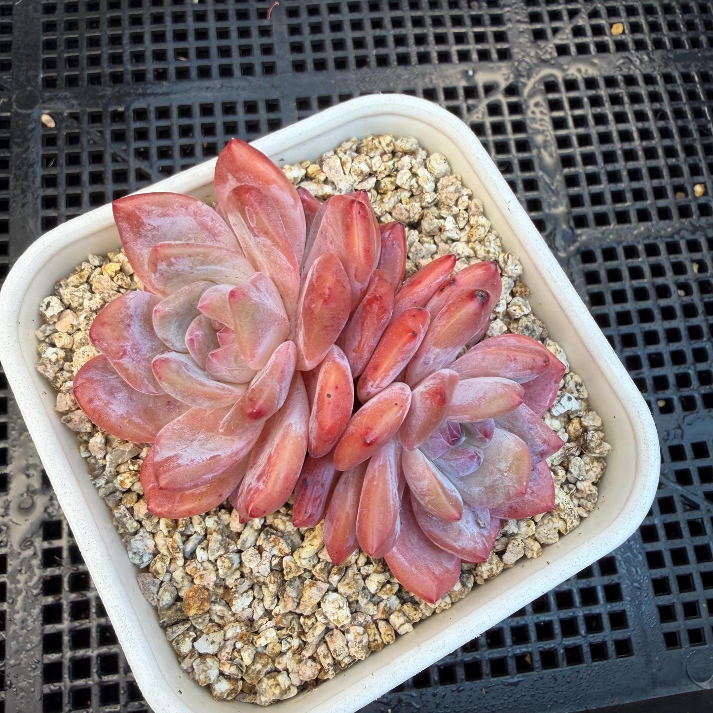 Echeveria  ‘snow Angel' , 2.7inches ,P10
