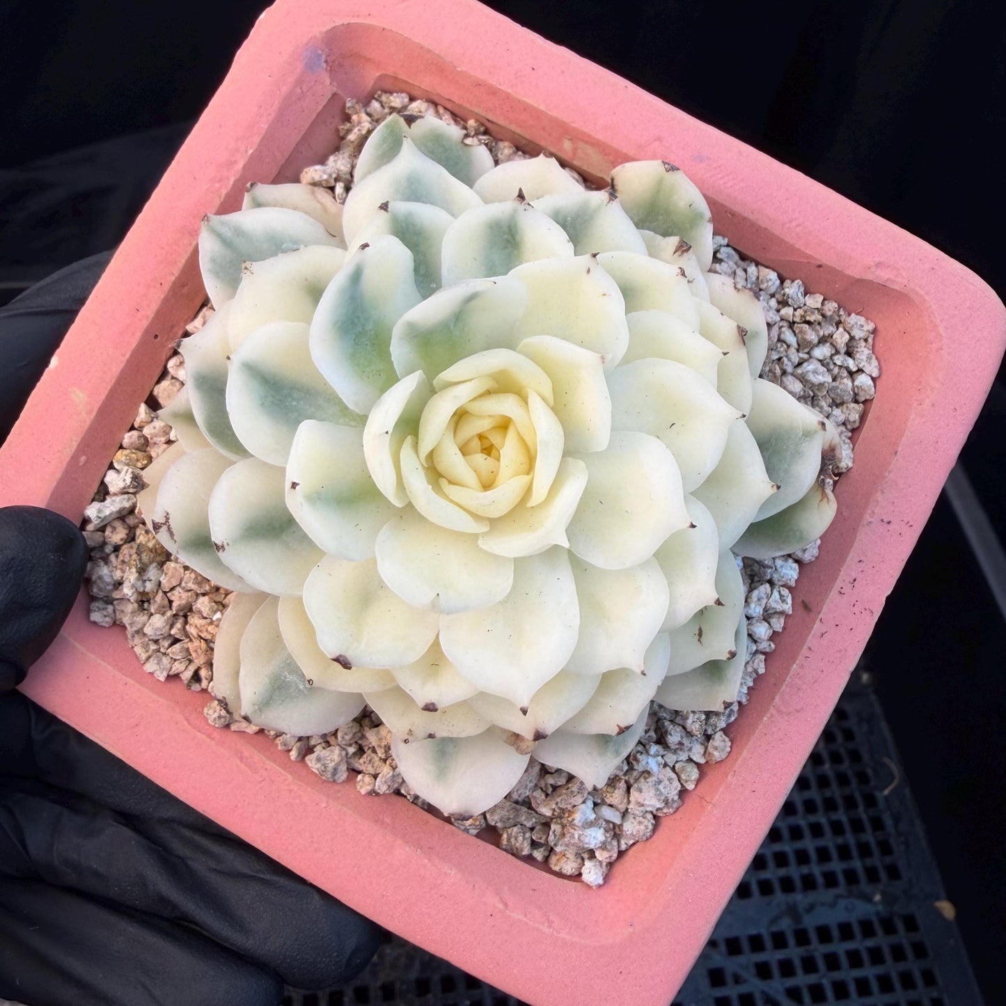 Echeveria  ‘onslow variegated ', 2.9inches ,P04