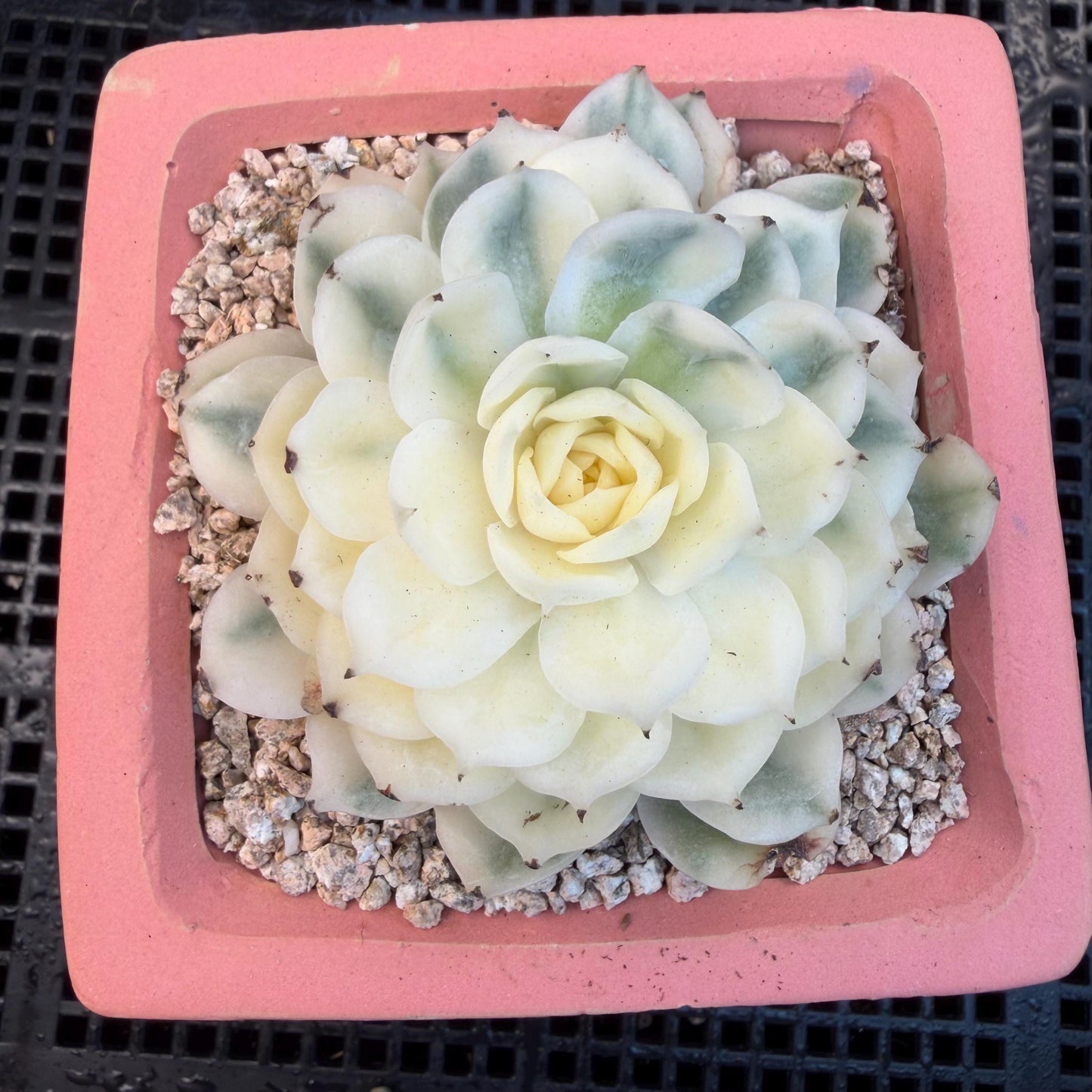 Echeveria  ‘onslow variegated ', 2.9inches ,P04