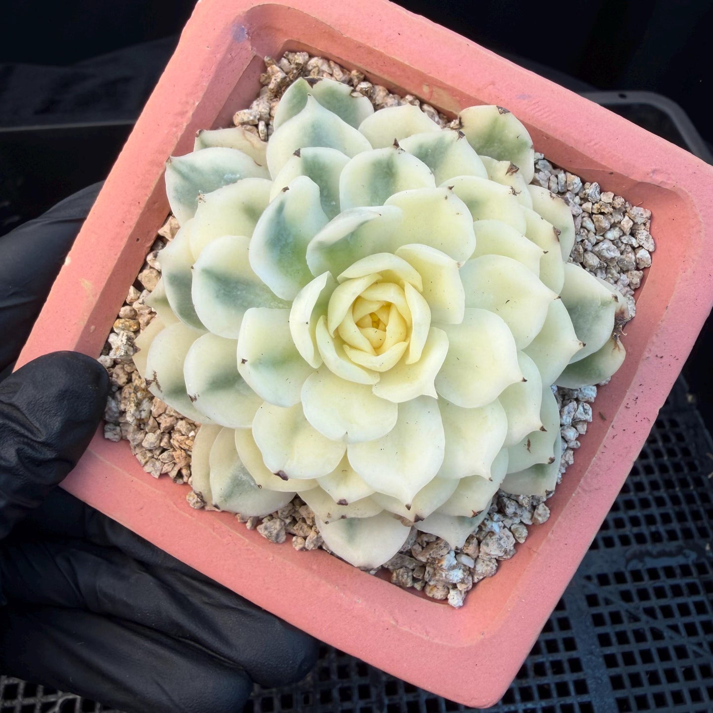 Echeveria  ‘onslow variegated ', 2.9inches ,P04