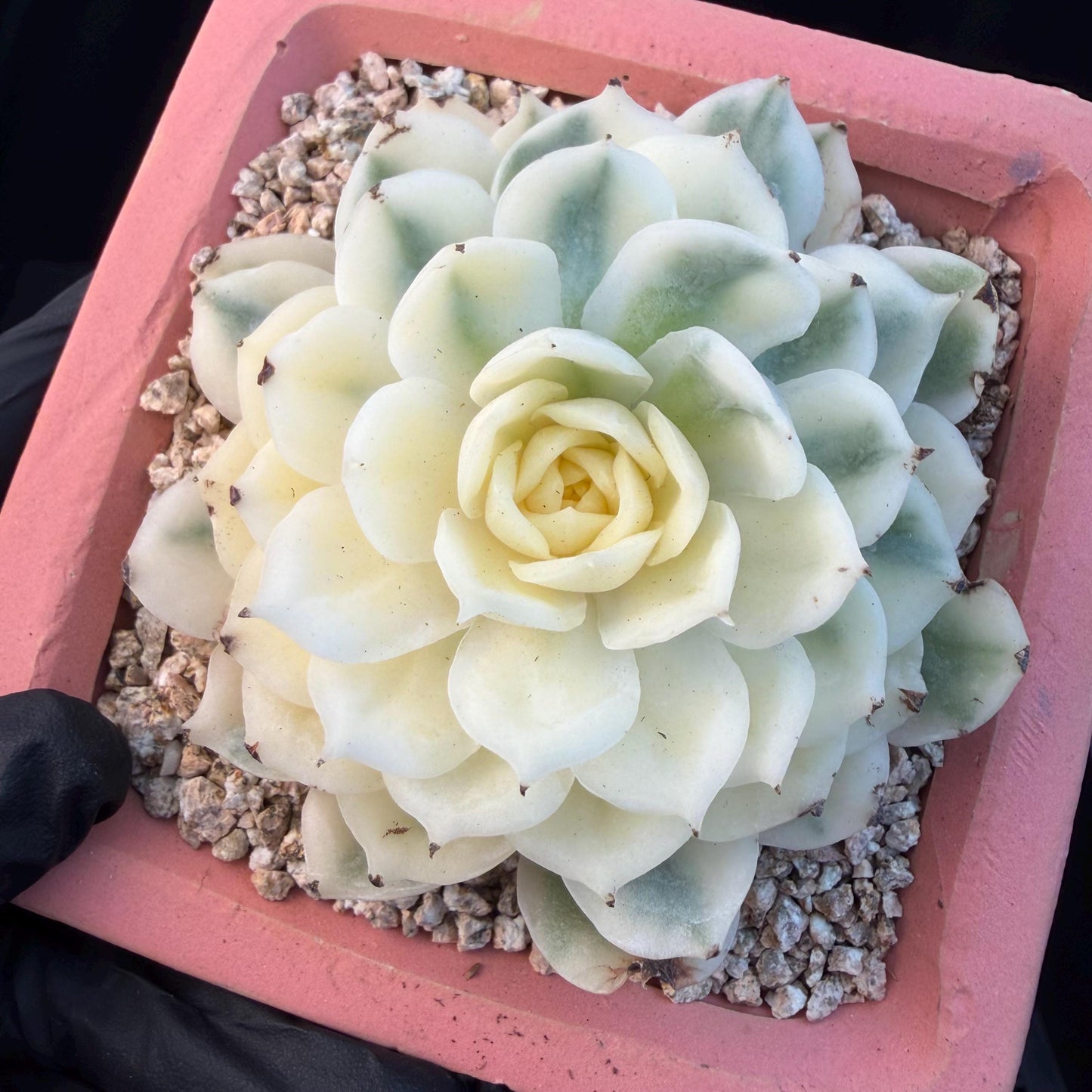 Echeveria  ‘onslow variegated ', 2.9inches ,P04