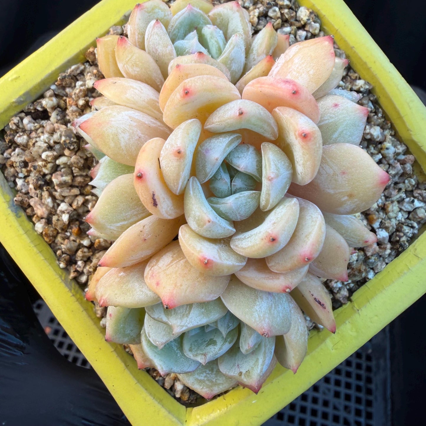 Echeveria  ‘Lauren.’, 5heads,3.3inches , M02,