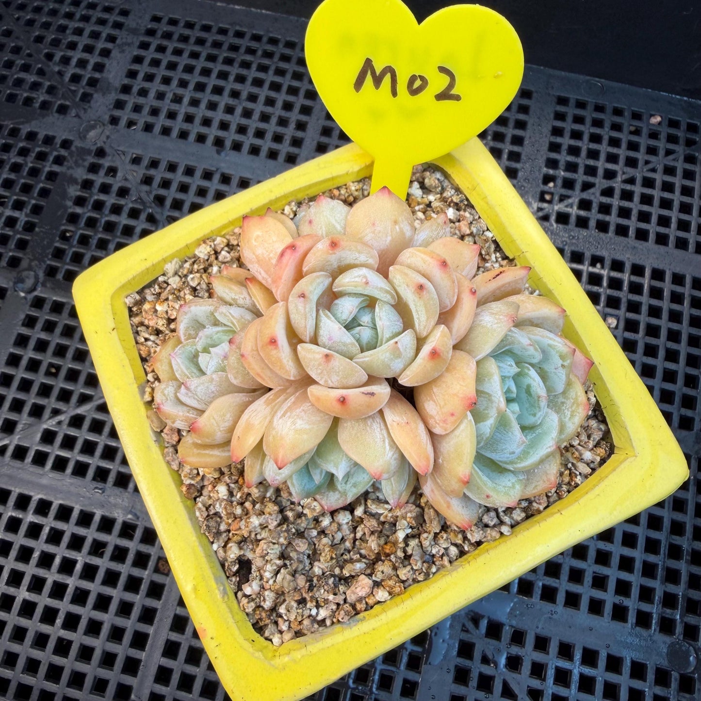 Echeveria  ‘Lauren.’, 5heads,3.3inches , M02,