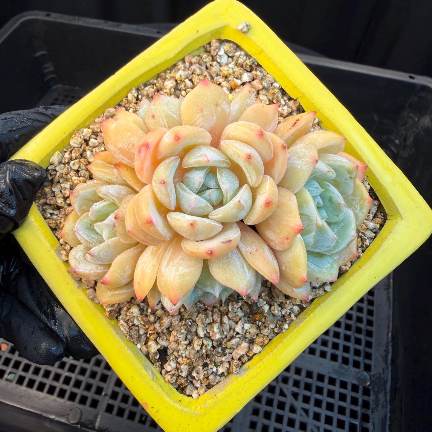 Echeveria  ‘Lauren.’, 5heads,3.3inches , M02,