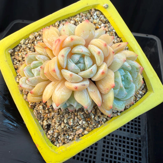 Echeveria  ‘Lauren.’, 5heads,3.3inches , M02,
