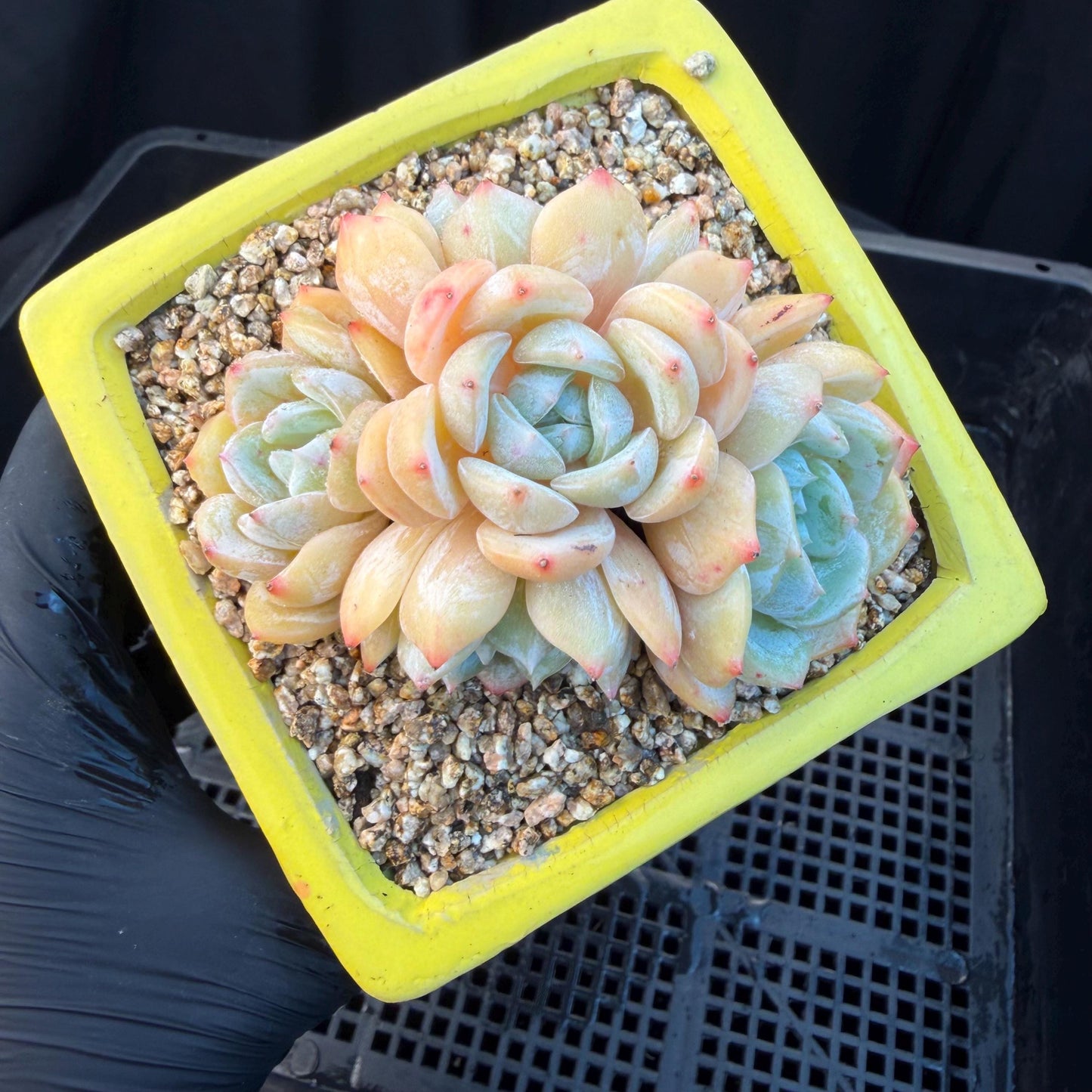 Echeveria  ‘Lauren.’, 5heads,3.3inches , M02,