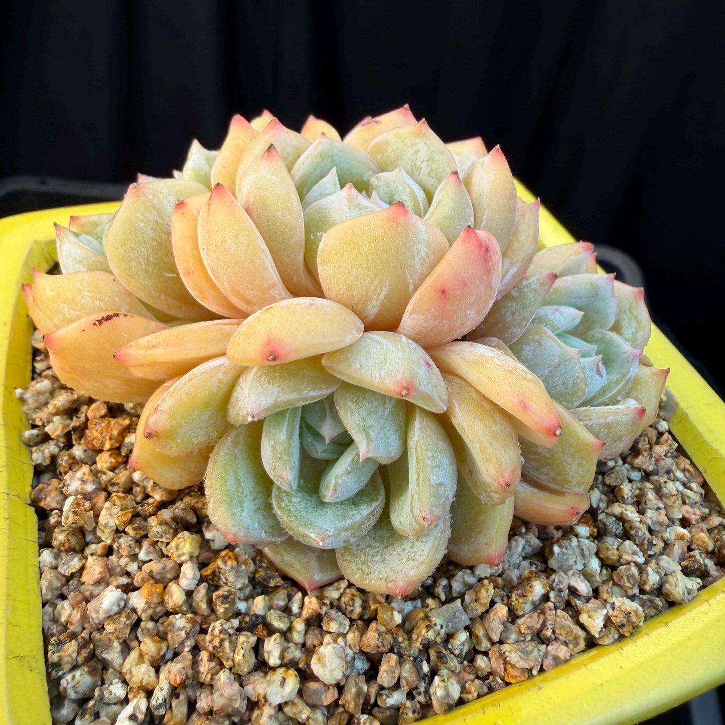 Echeveria  ‘Lauren.’, 5heads,3.3inches , M02,