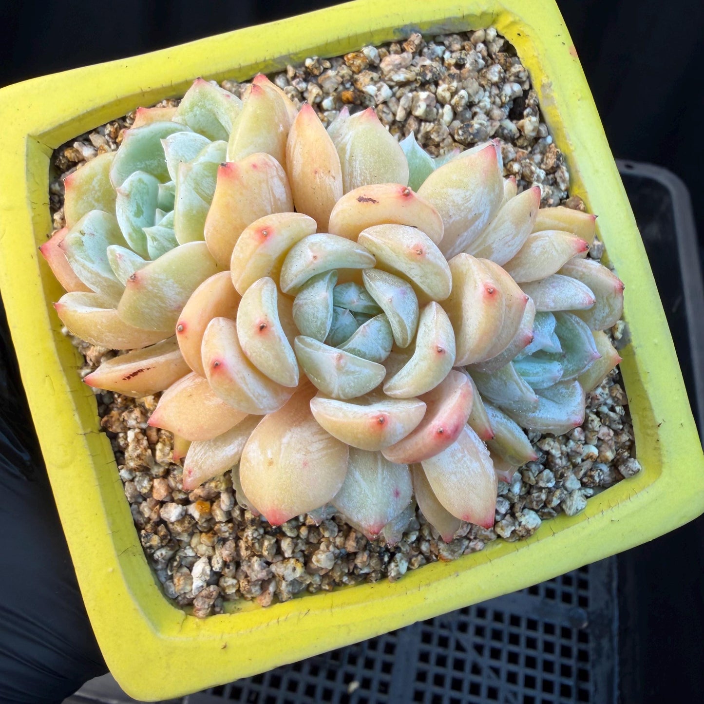 Echeveria  ‘Lauren.’, 5heads,3.3inches , M02,