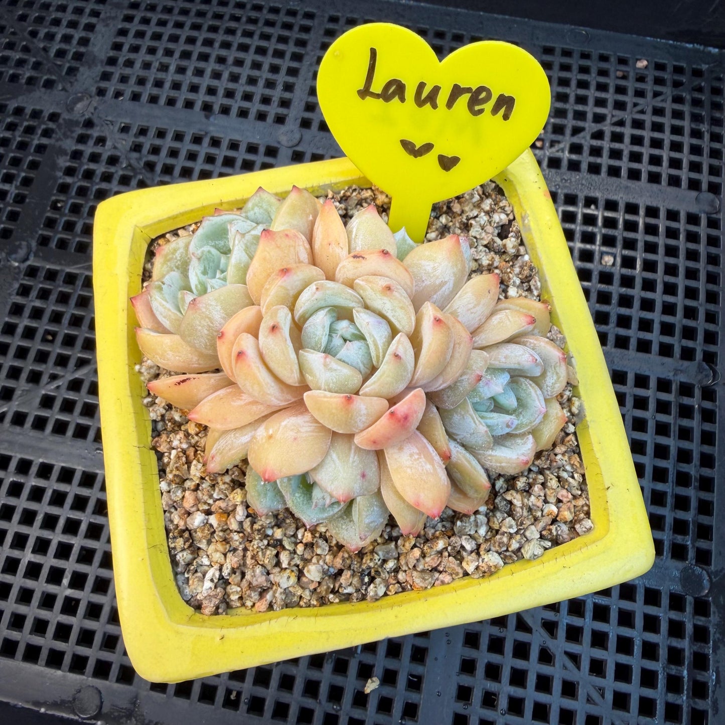 Echeveria  ‘Lauren.’, 5heads,3.3inches , M02,