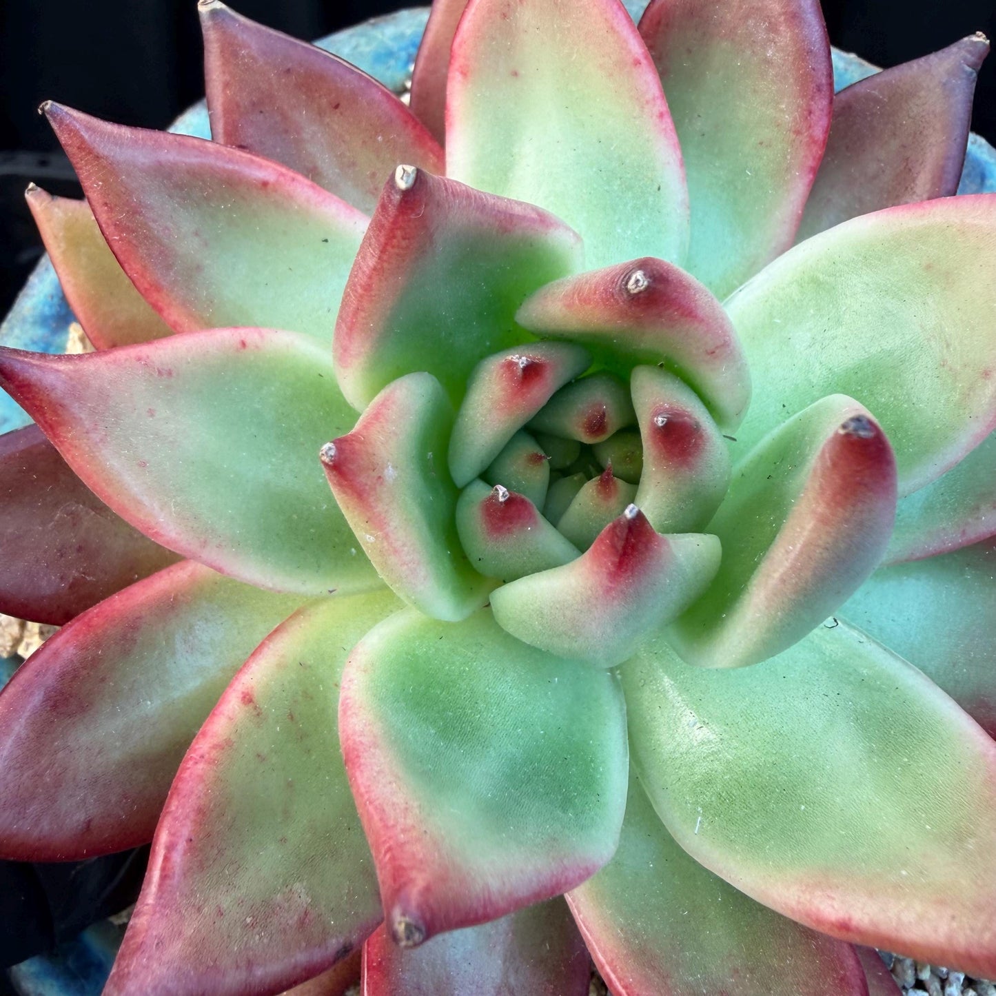 Echeveria  ‘Agavoides hybrid' , 4.1inches ,M01