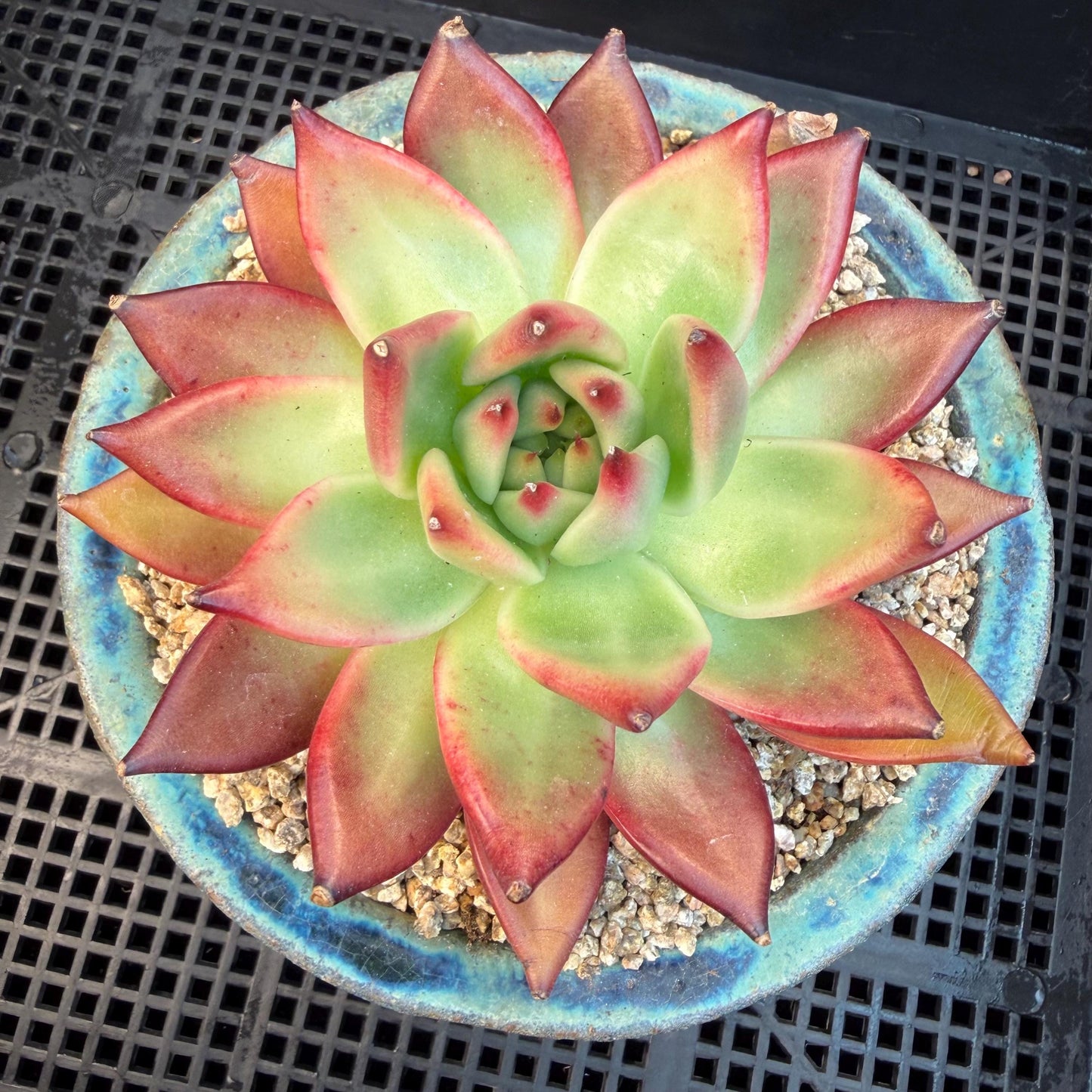 Echeveria  ‘Agavoides hybrid' , 4.1inches ,M01