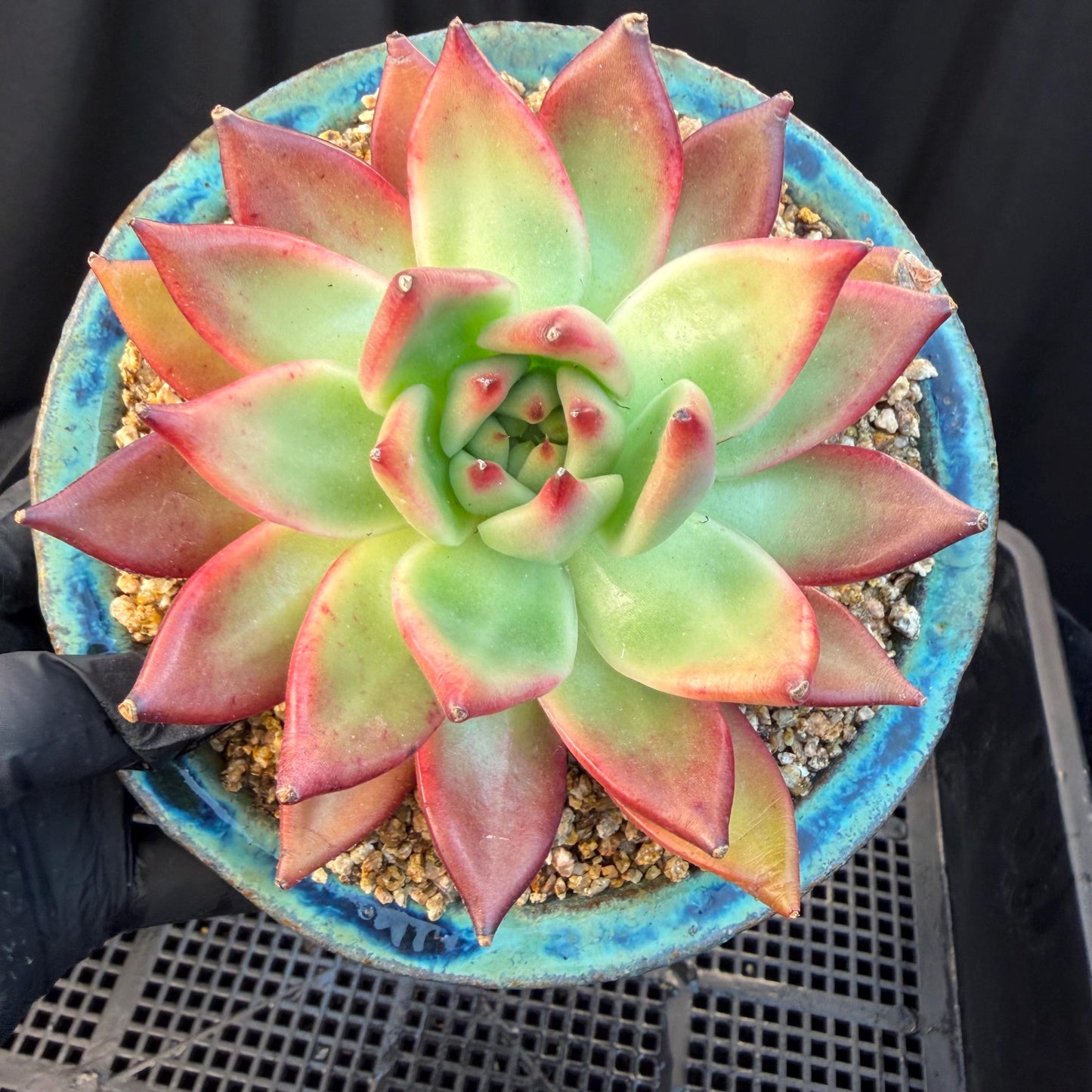 Echeveria  ‘Agavoides hybrid' , 4.1inches ,M01