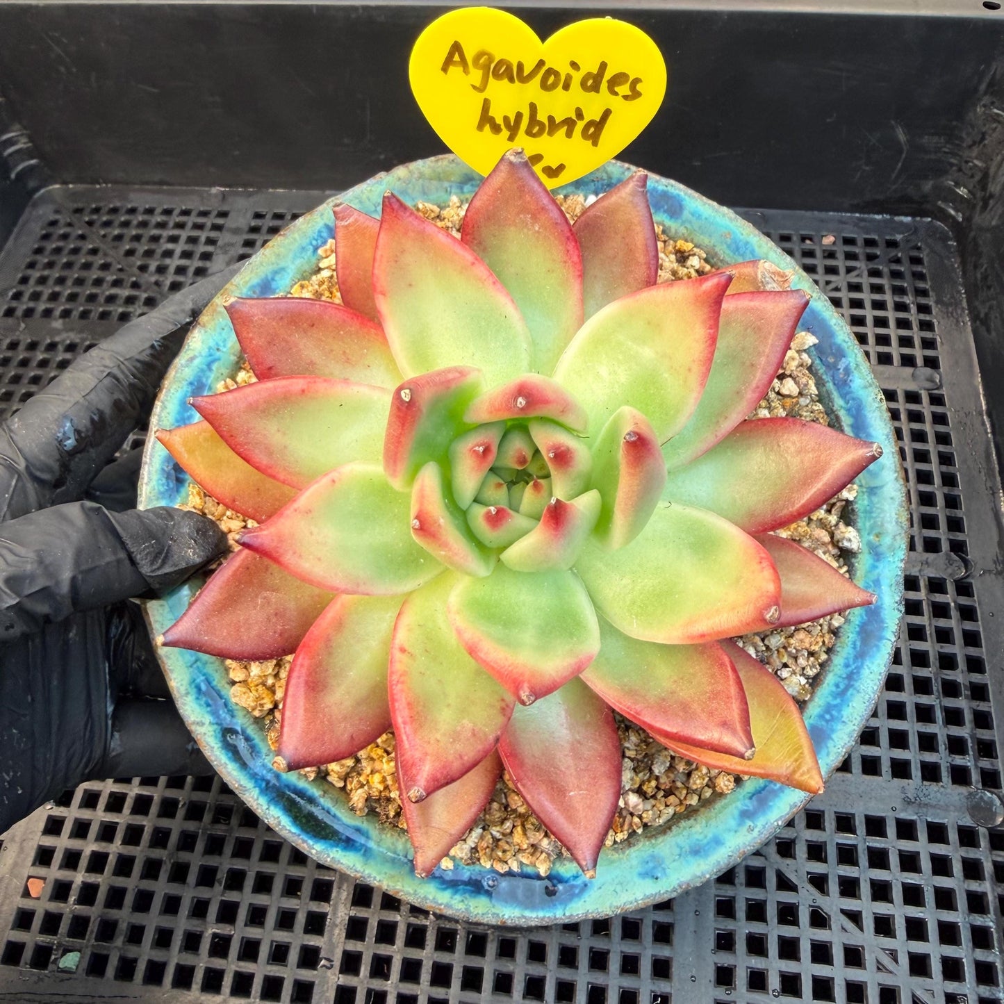 Echeveria  ‘Agavoides hybrid' , 4.1inches ,M01