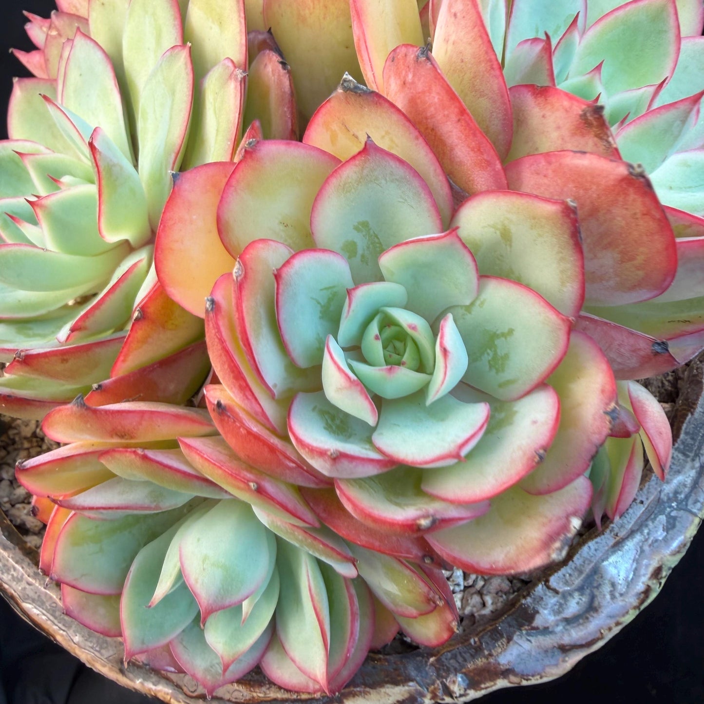 Echeveria 'Peony Pavilion' Cluster, 5.4inches-Q17