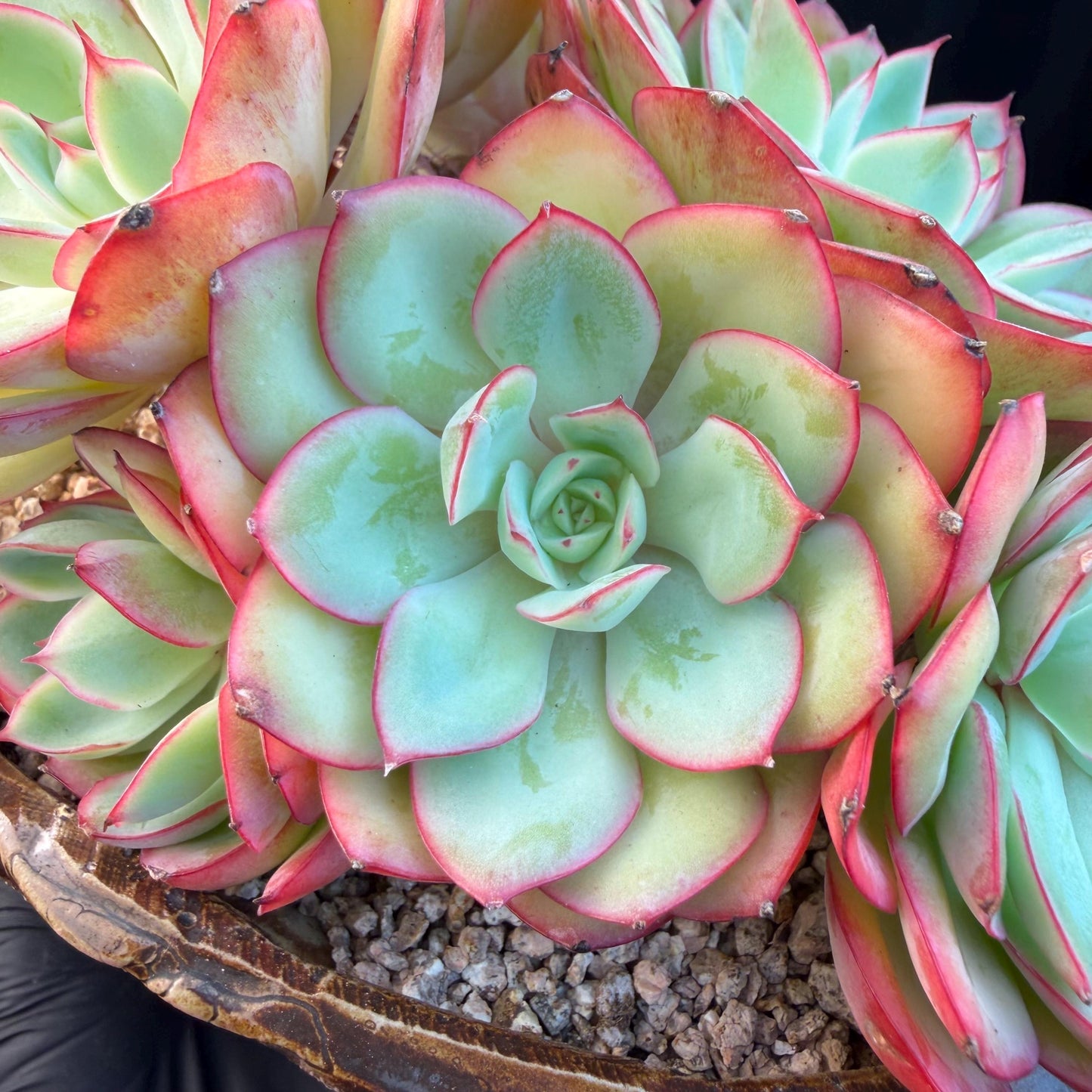 Echeveria 'Peony Pavilion' Cluster, 5.4inches-Q17