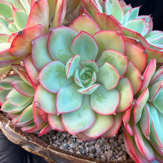 Echeveria 'Peony Pavilion' Cluster, 5.4inches-Q17