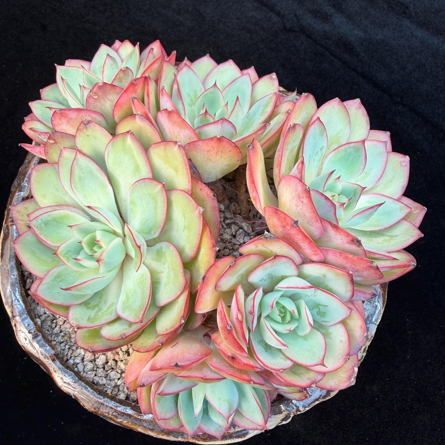 Echeveria 'Peony Pavilion' Cluster, 5.4inches-Q17