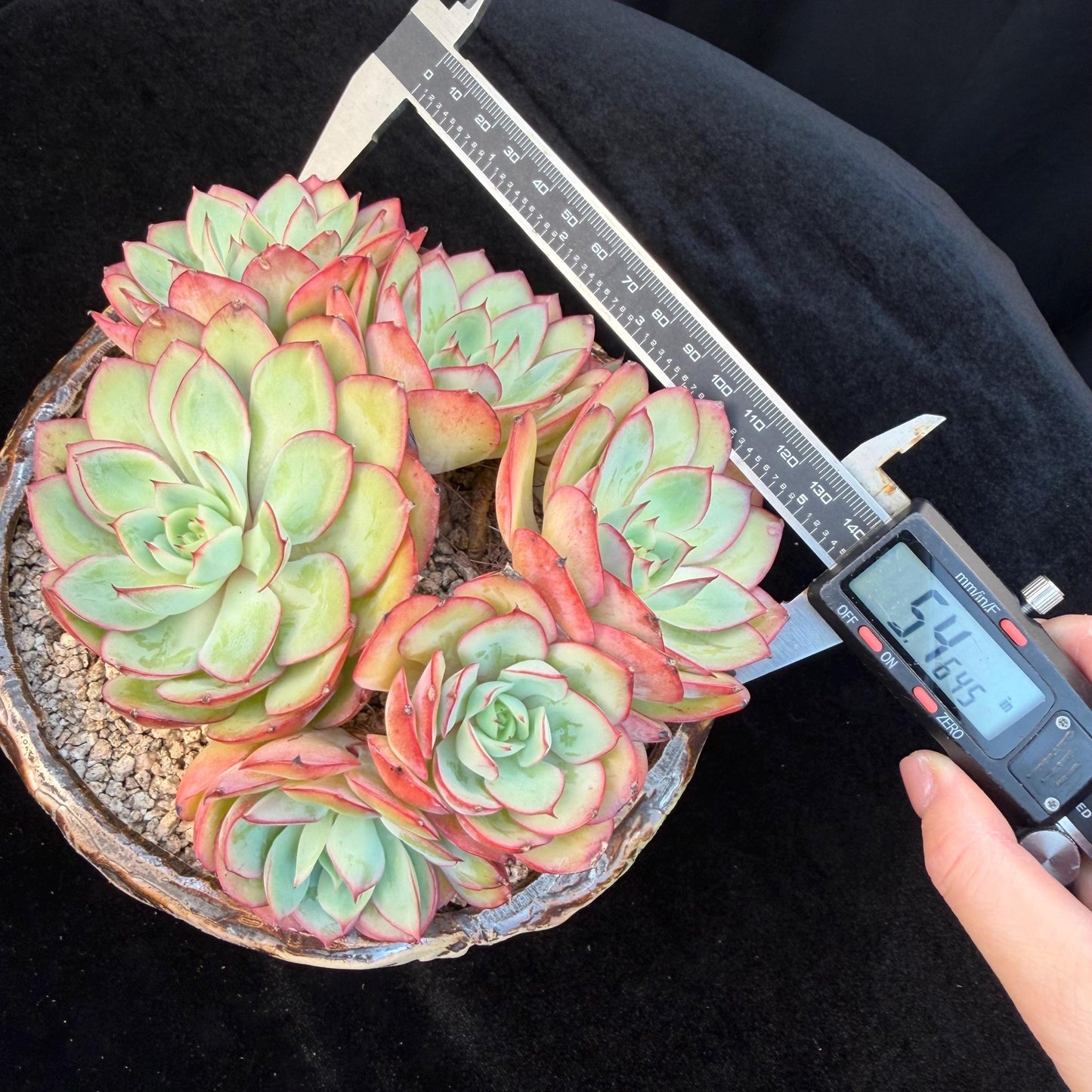 Echeveria 'Peony Pavilion' Cluster, 5.4inches-Q17