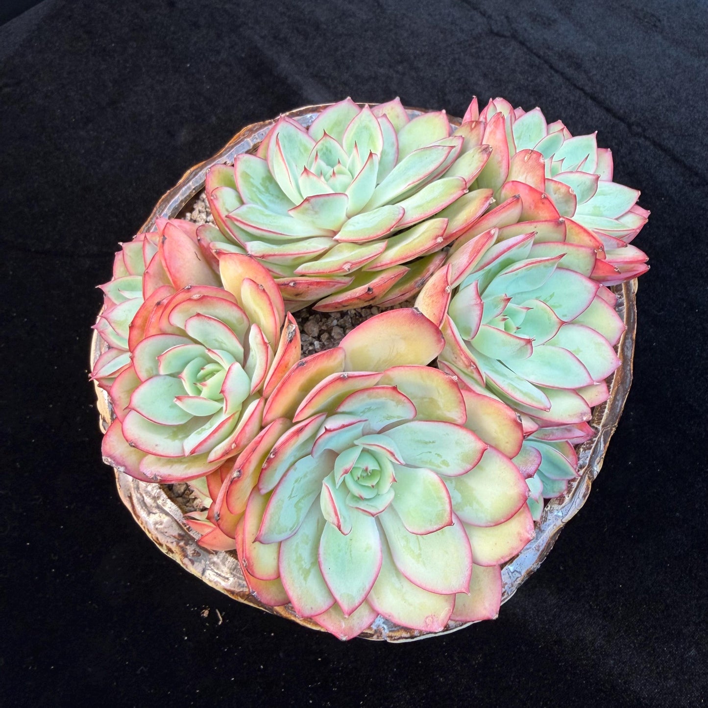 Echeveria 'Peony Pavilion' Cluster, 5.4inches-Q17