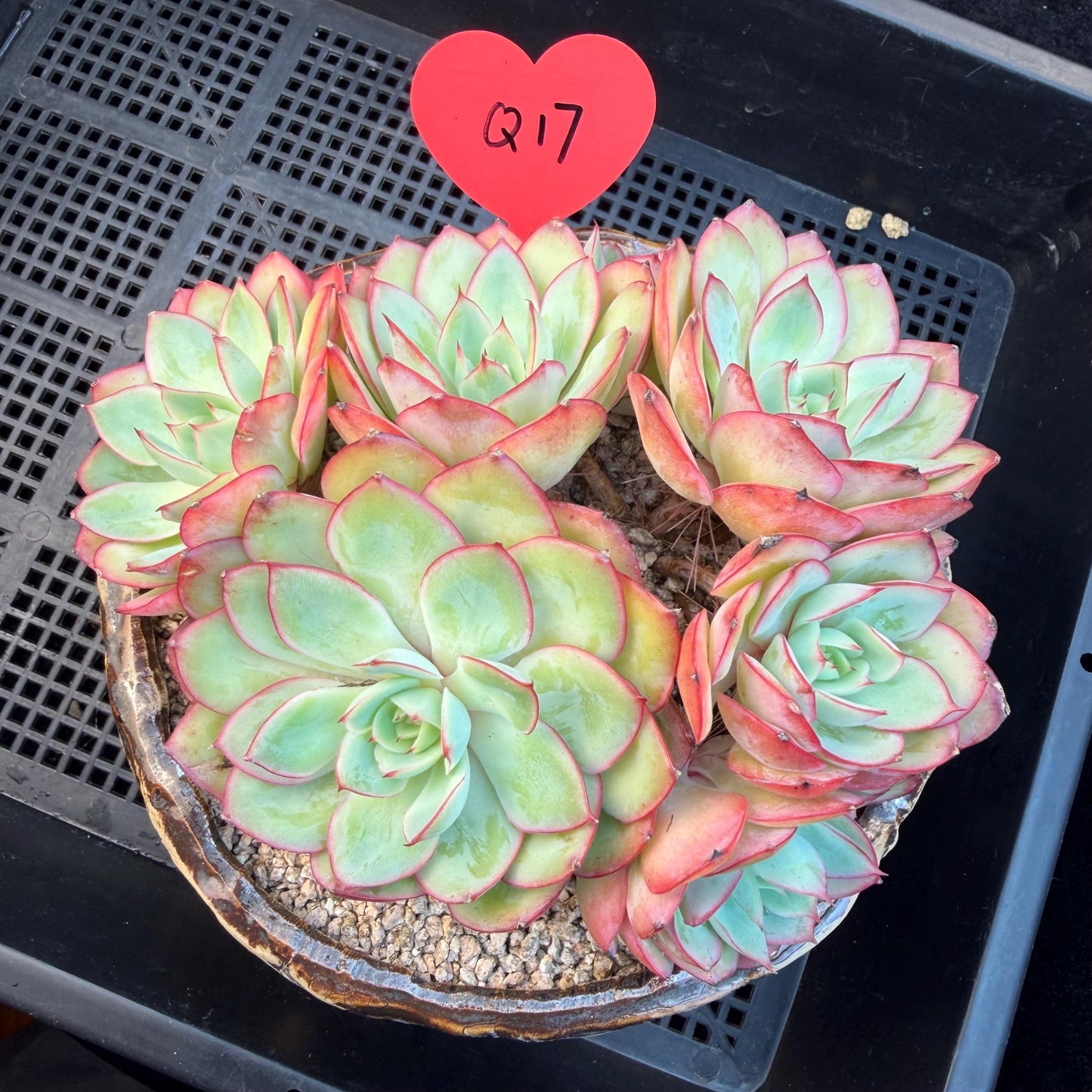 Echeveria 'Peony Pavilion' Cluster, 5.4inches-Q17