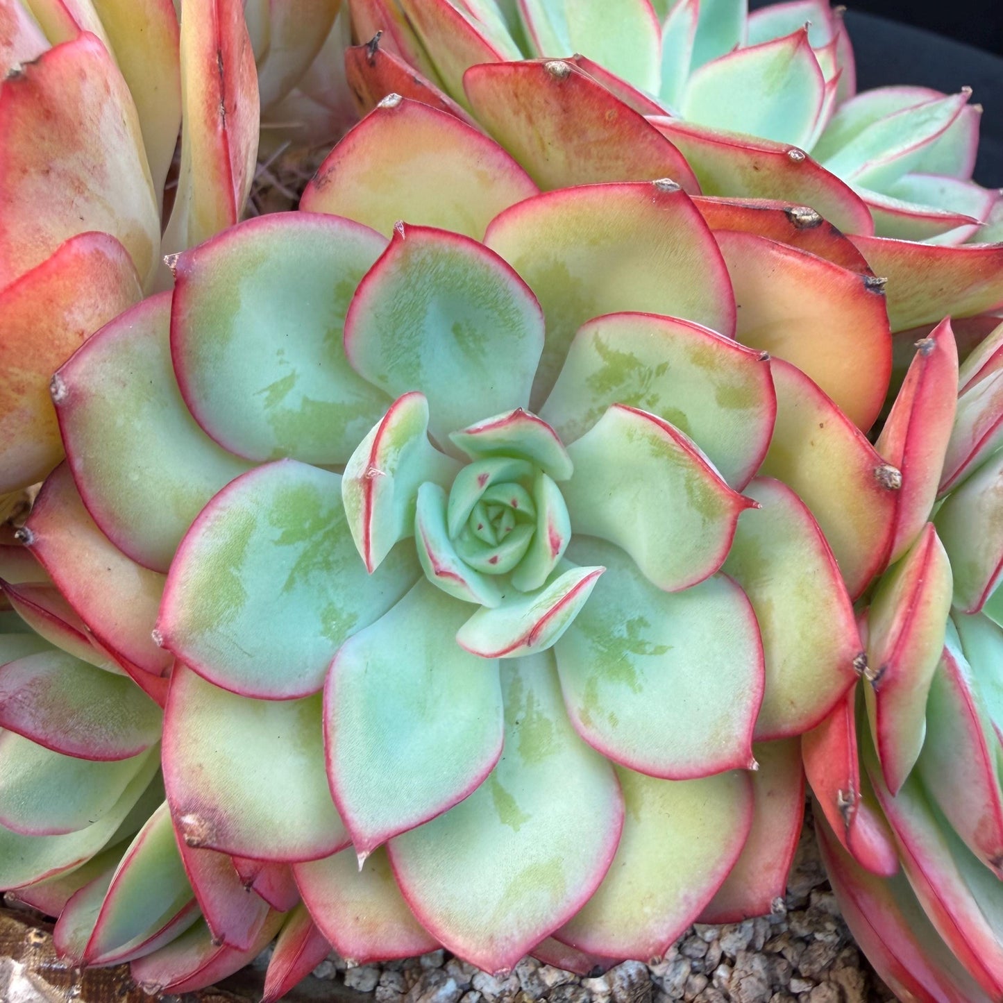 Echeveria 'Peony Pavilion' Cluster, 5.4inches-Q17