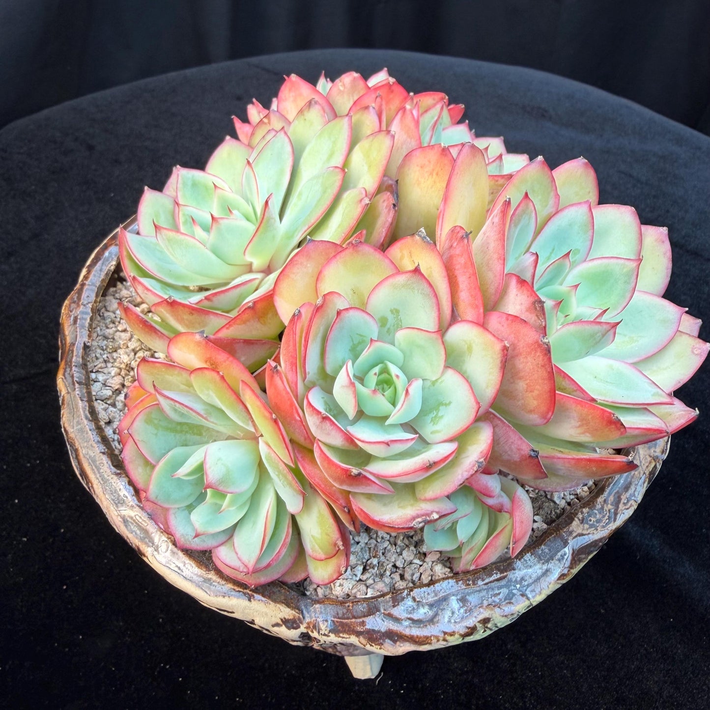 Echeveria 'Peony Pavilion' Cluster, 5.4inches-Q17
