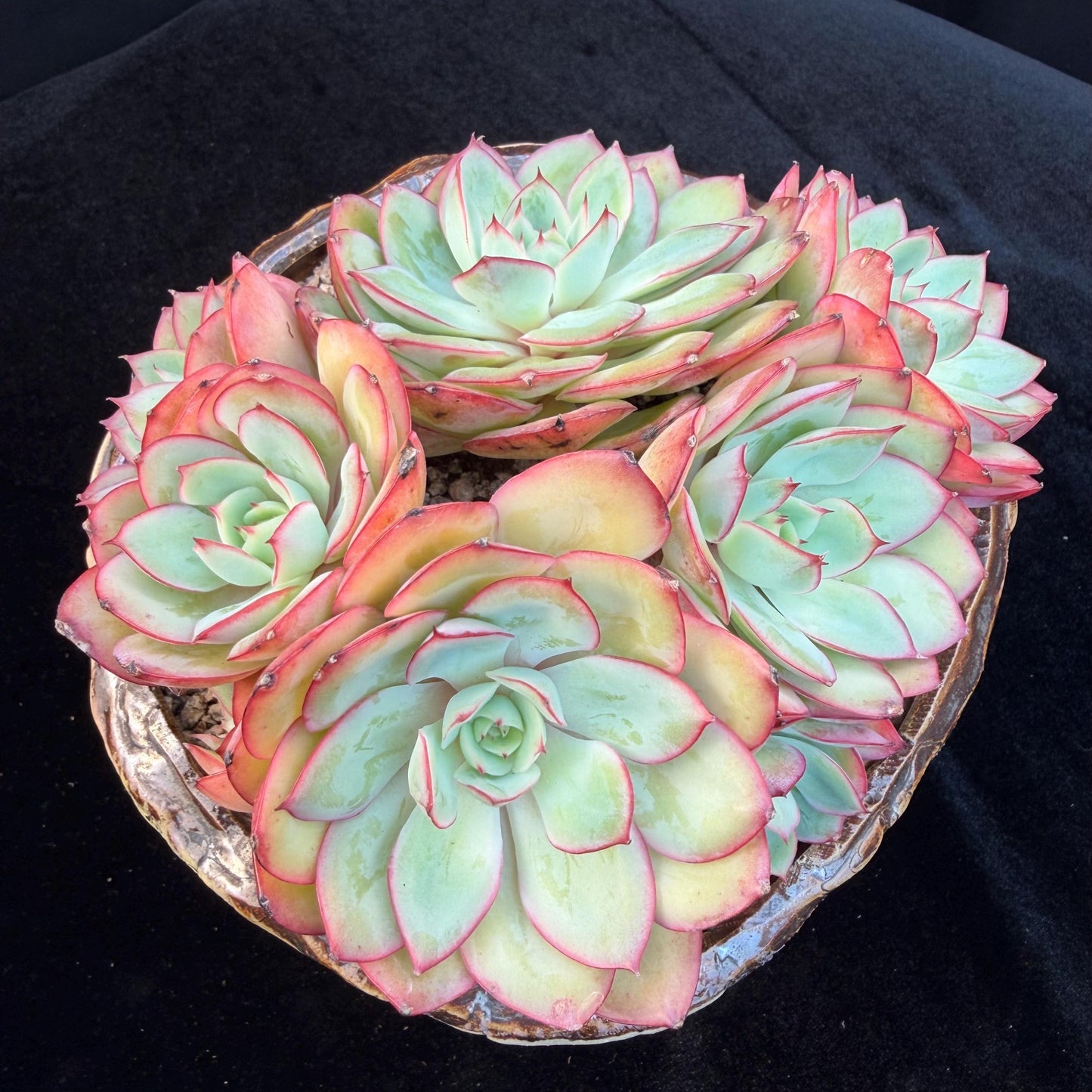 Echeveria 'Peony Pavilion' Cluster, 5.4inches-Q17